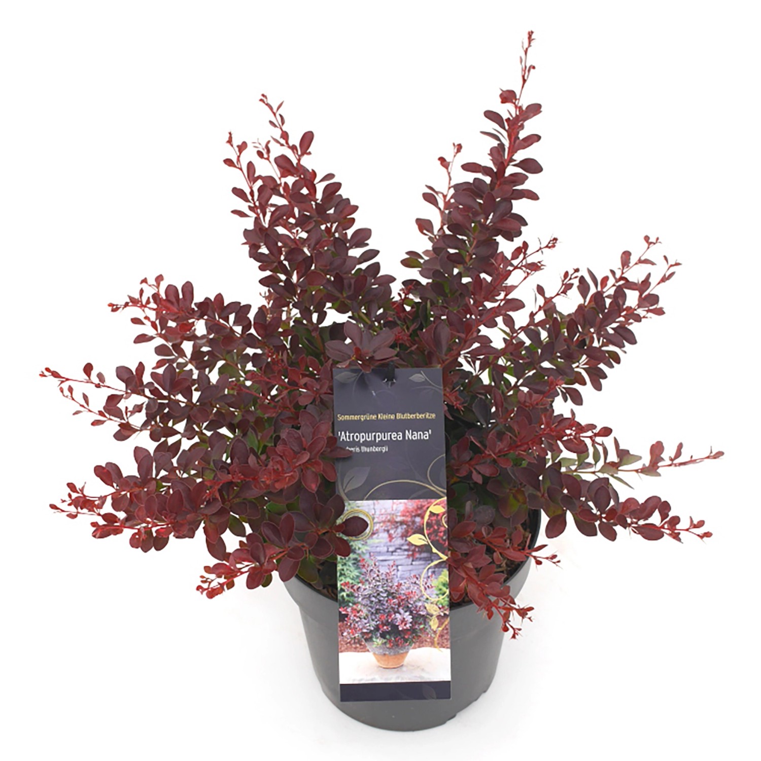 GROW by OBI Rote HeckenberberitzeAtropurpurea Nana30-40 cm Berberis thunber günstig online kaufen