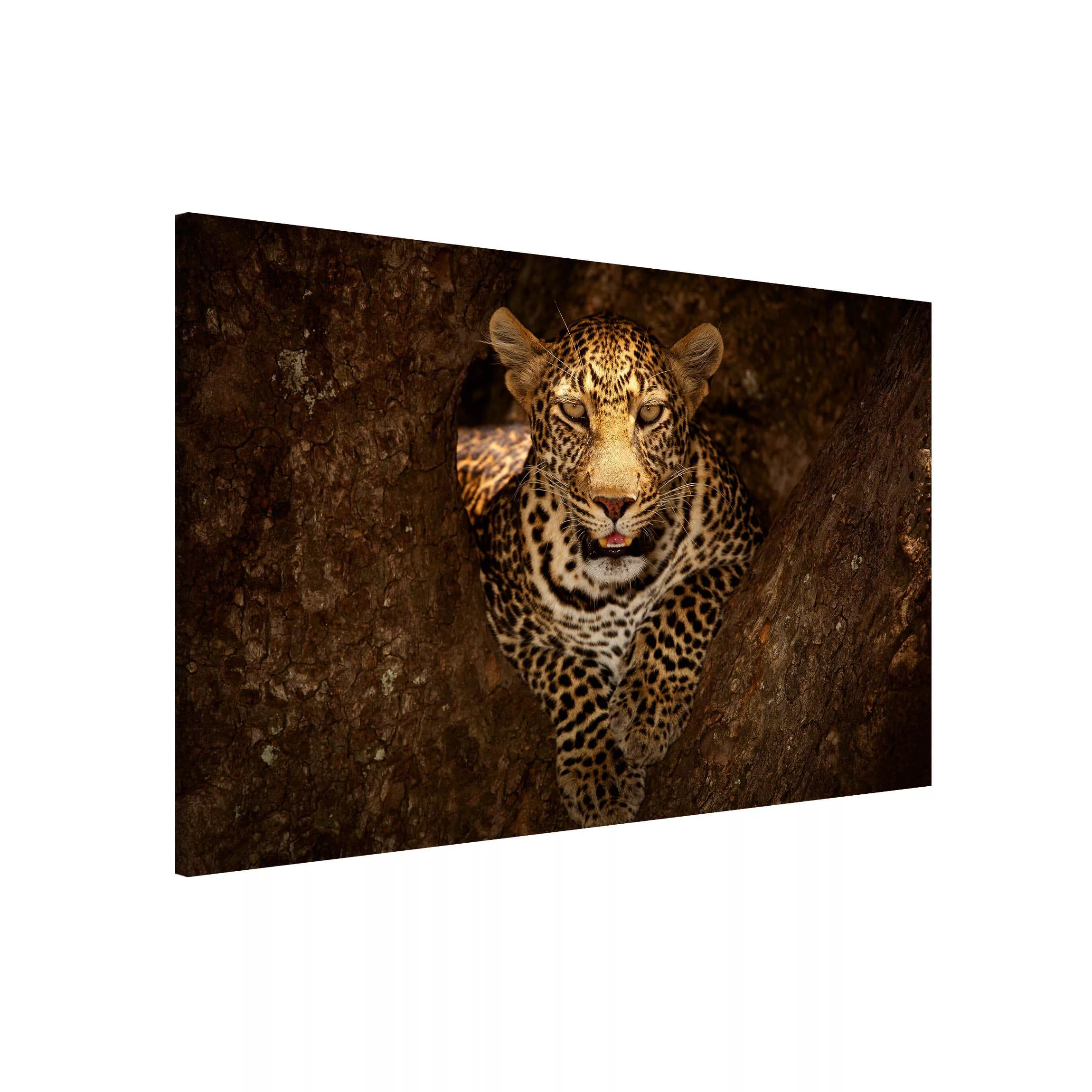 Magnettafel Tiere - Querformat 3:2 Leopard ruht auf einem Baum günstig online kaufen