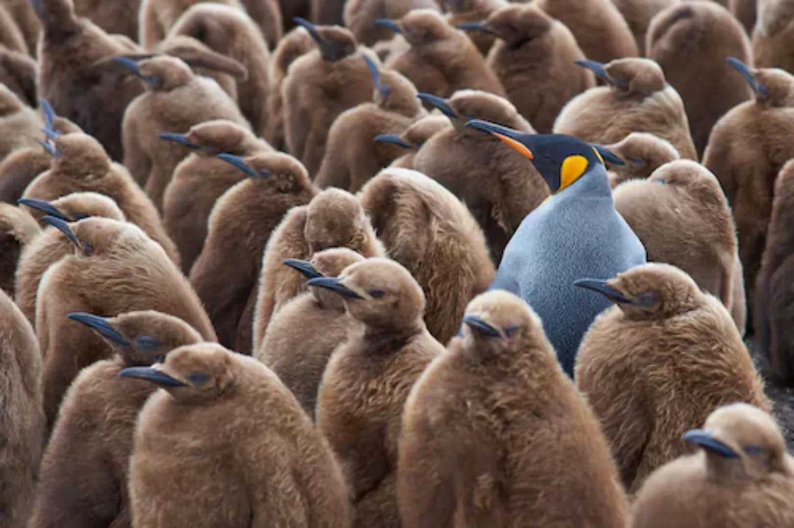 Papermoon Fototapete »KÖNIG PINGUIN UND KÃƒÅ’KEN-FALKLAND INSEL TIERE VÖGEL günstig online kaufen