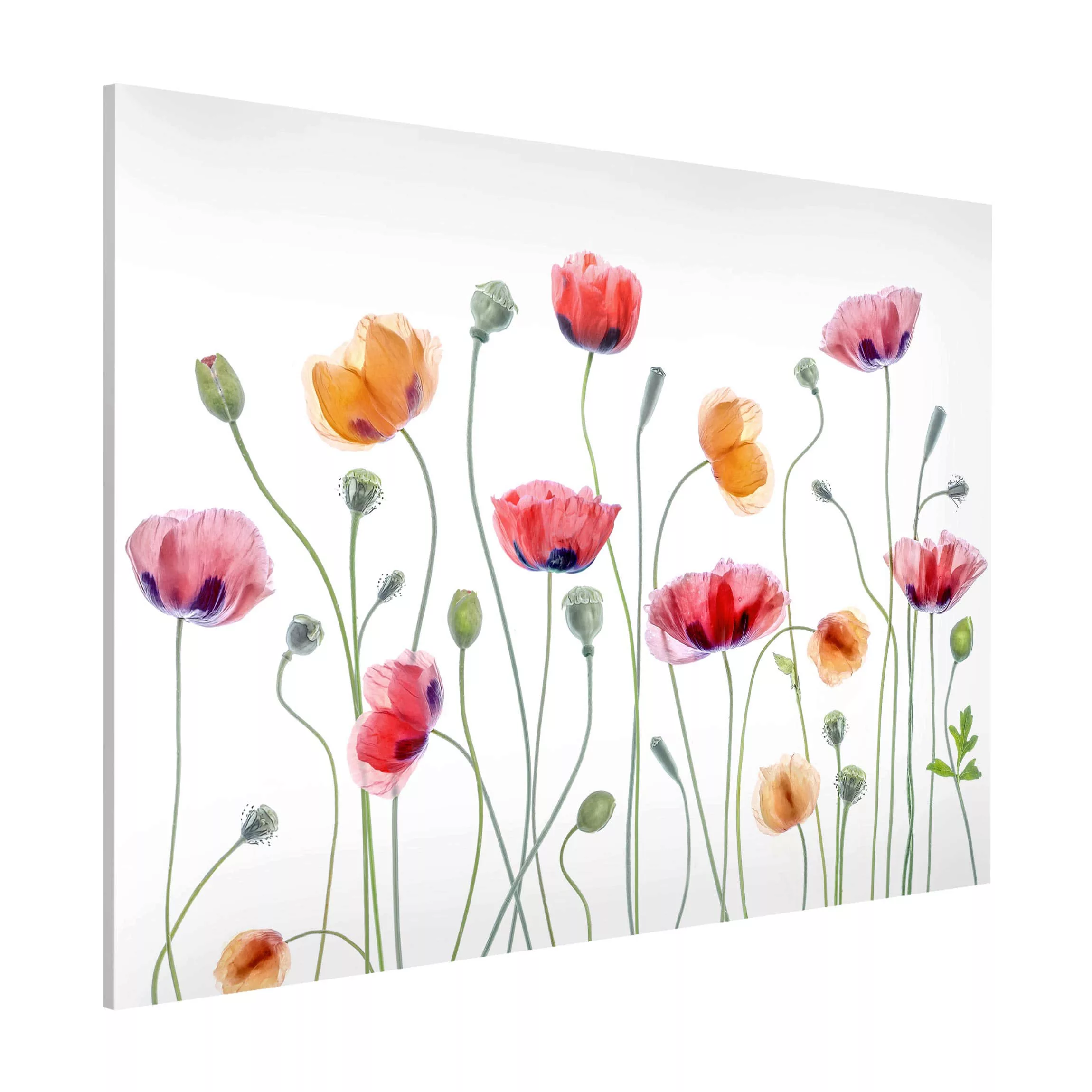 Magnettafel Blumen - Querformat 4:3 Klatschmohn Party günstig online kaufen