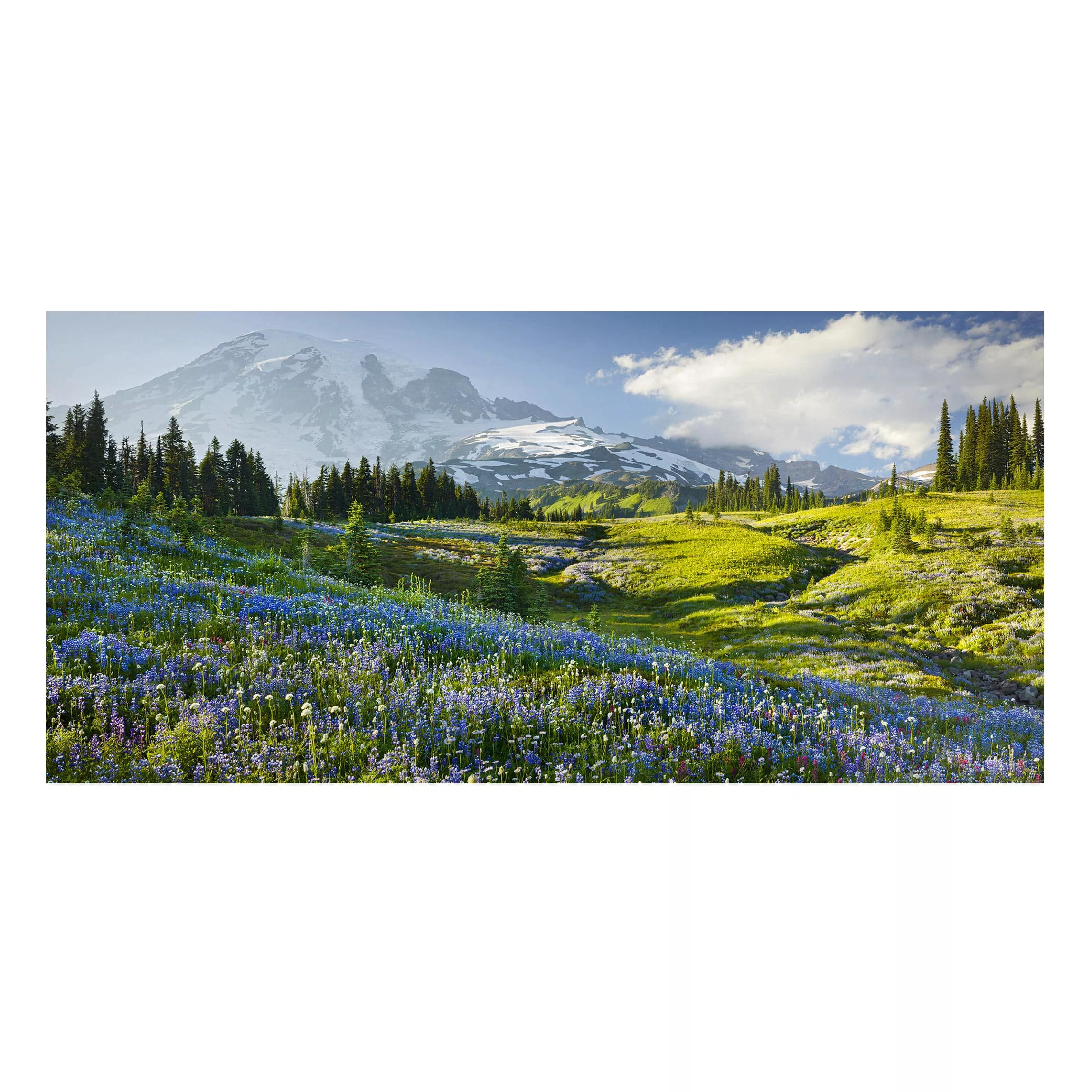 Magnettafel - Querformat 2:1 Bergwiese mit blauen Blumen vor Mt. Rainier günstig online kaufen