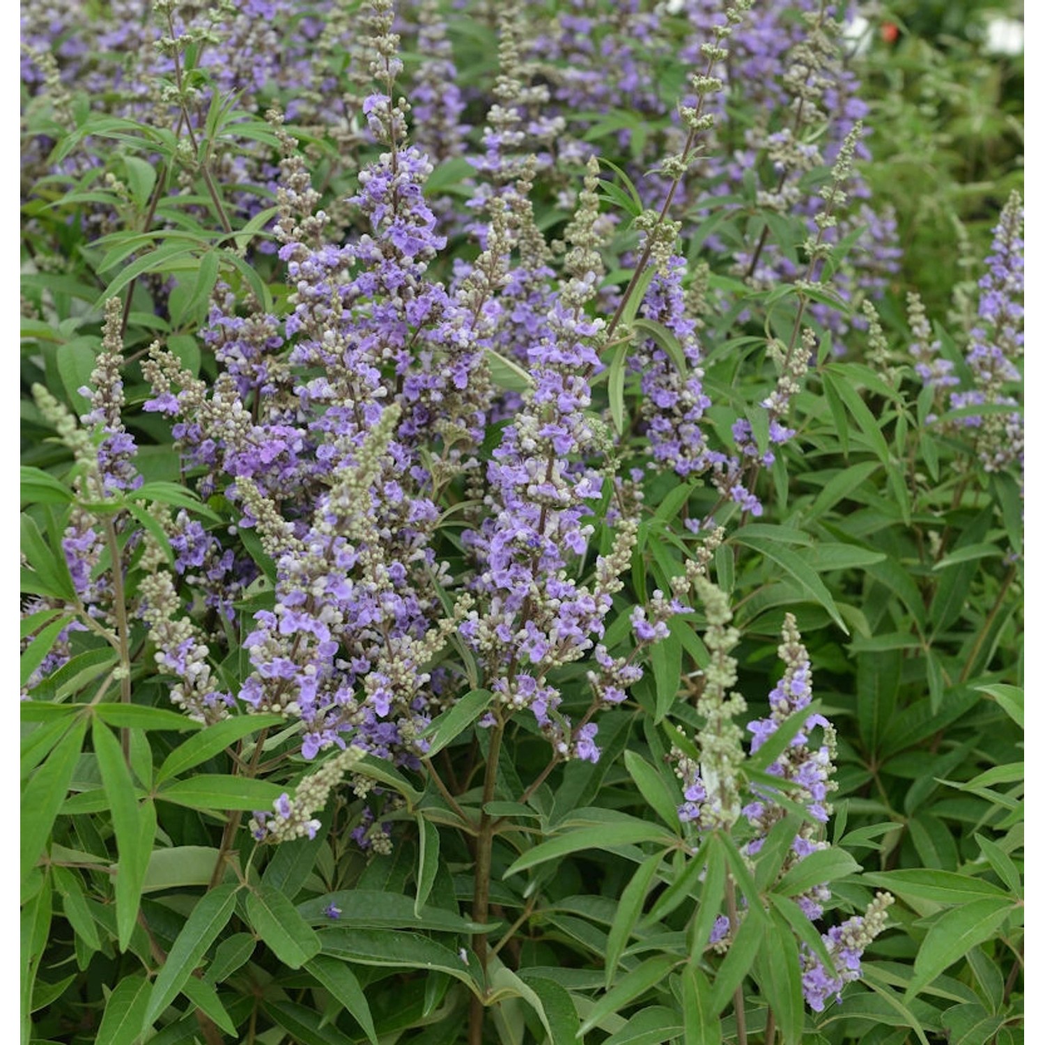 Mönchspfeffer Magical Summertime Blues 40-60cm - Vitex agnus castus günstig online kaufen