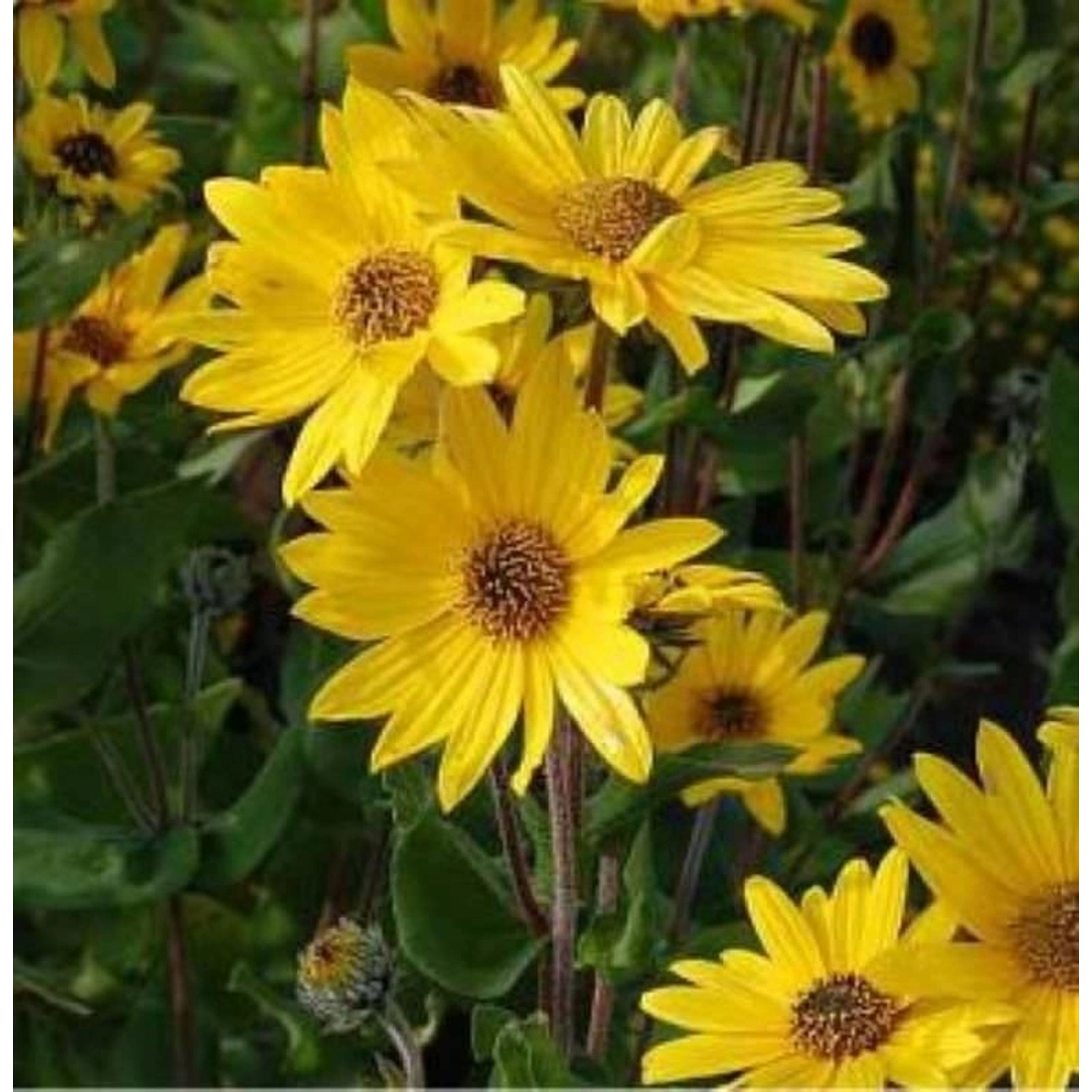 Weidenblättrige Sonnenblume - Helianthus salicifolius günstig online kaufen