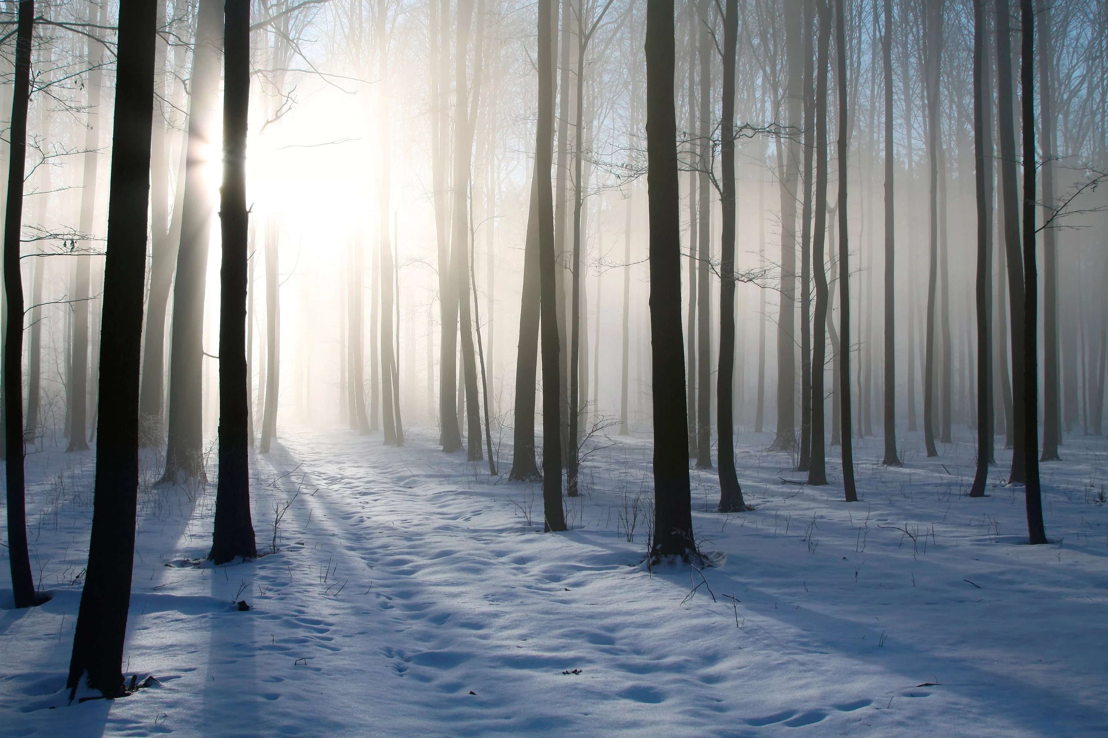 Papermoon Fototapete »Misty Winter Forest« günstig online kaufen