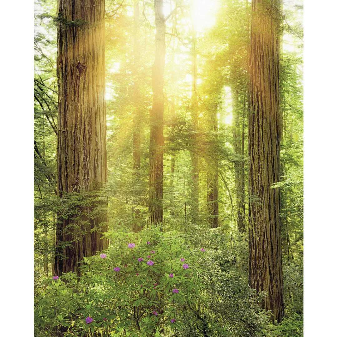 Komar Fototapete Redwood B/L: ca. 200x250 cm günstig online kaufen