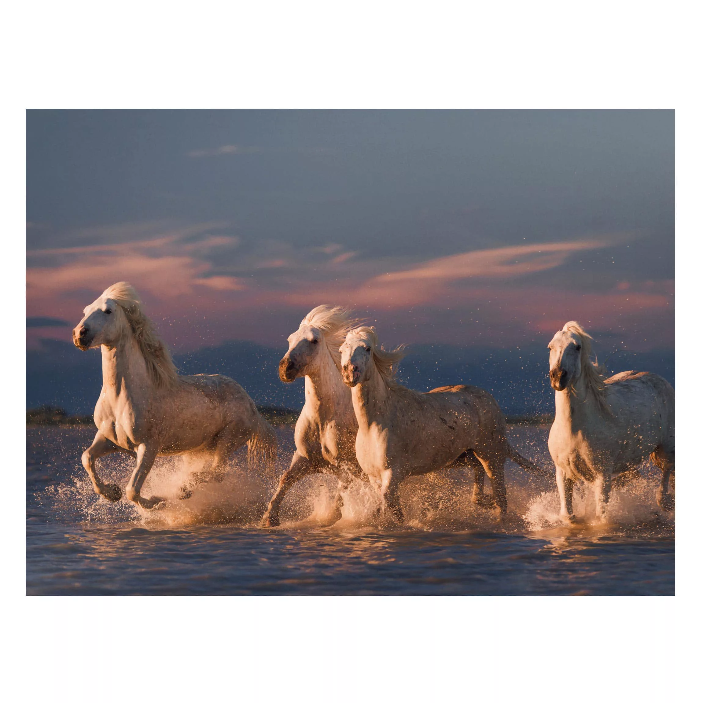 Magnettafel Tiere - Querformat 4:3 Wilde Pferde in Kamargue günstig online kaufen