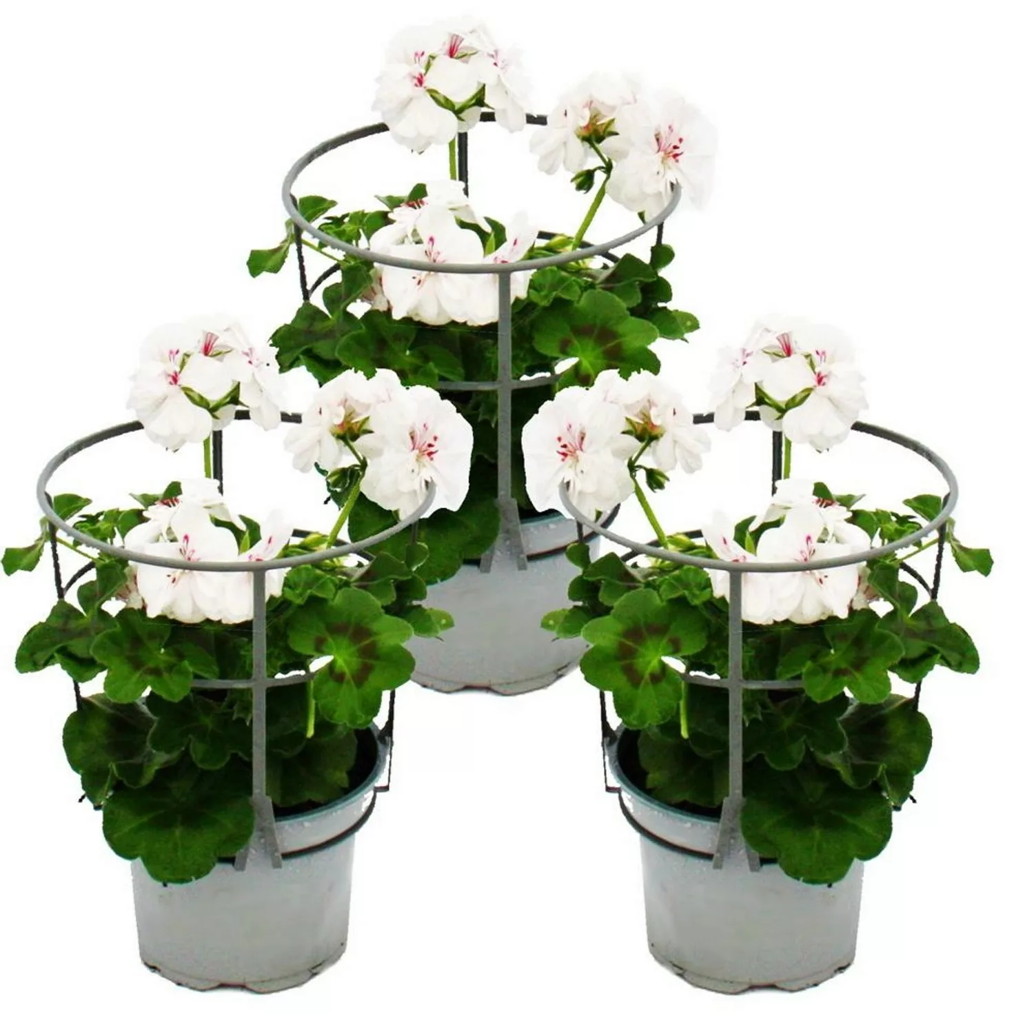 Exotenherz Geranien Hängend Pelargonium Peltatum 12cm Topf Set mit 3 Pflanz günstig online kaufen