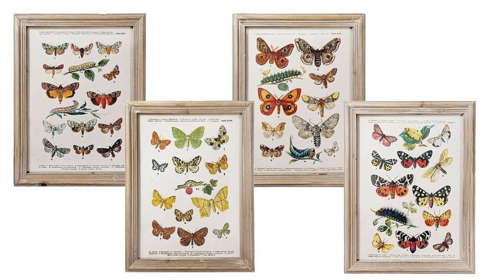 Wandbild Set Schmetterlinge Biologie Vintage-Stil Holzrahmen 4 Stück 40x30c günstig online kaufen