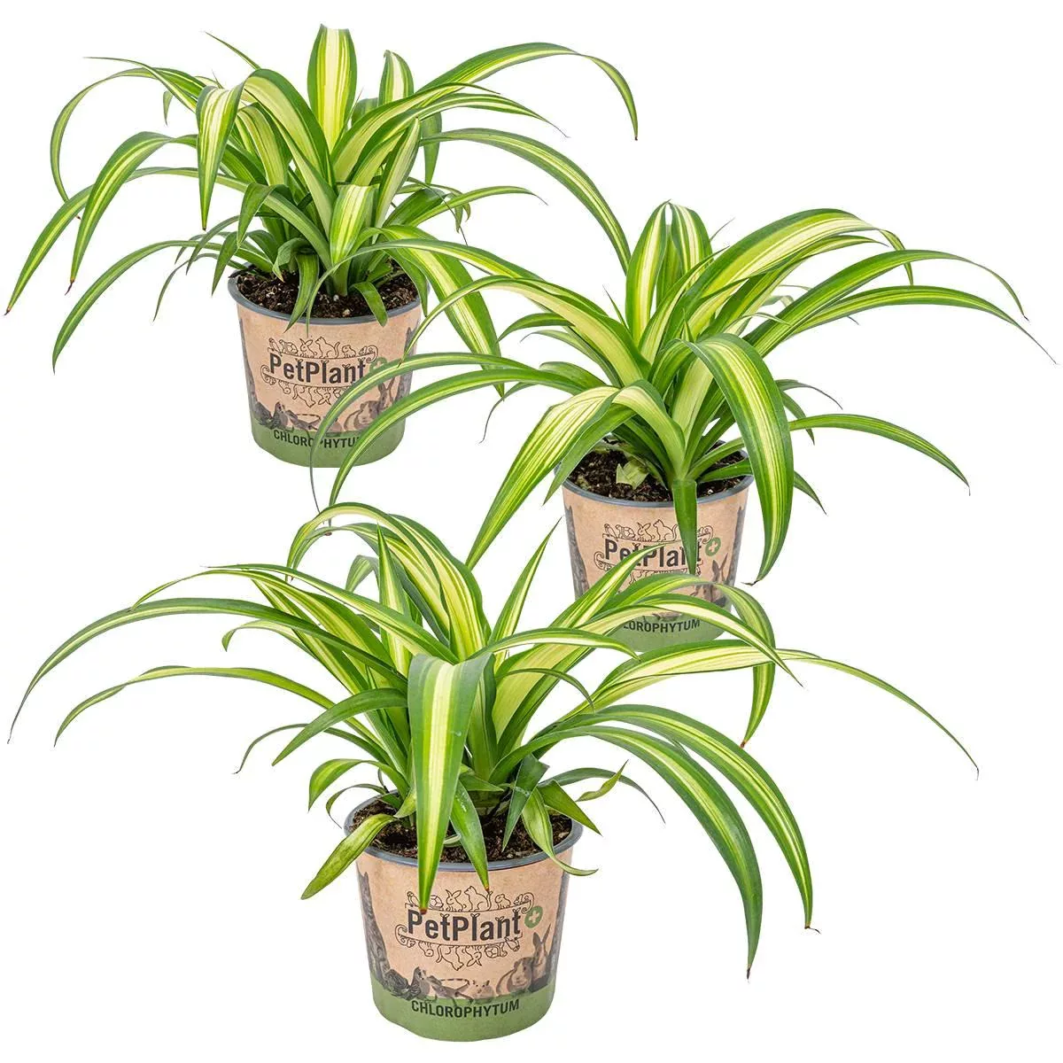 Casa Caron | 3er-Set Chlorophytum Hawaiian günstig online kaufen