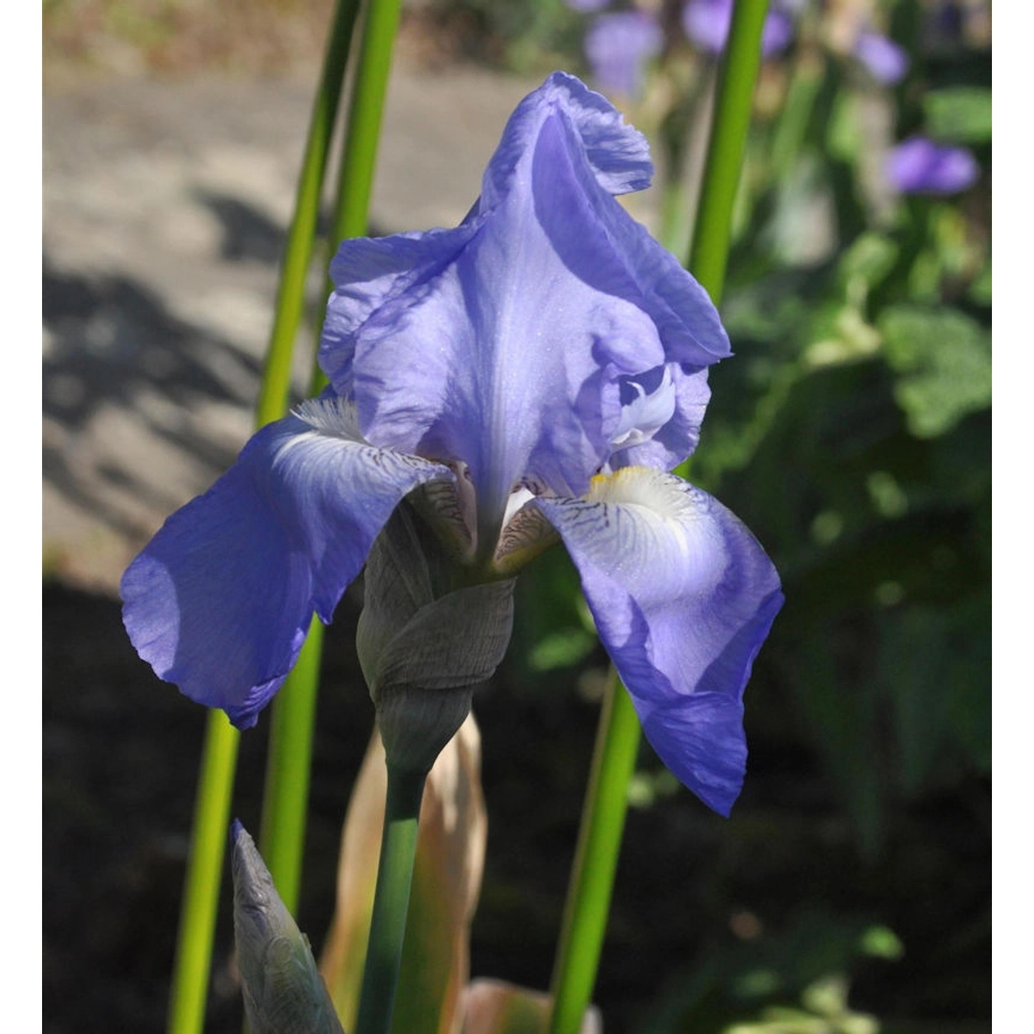 Schwertlilie Jane Philipps - Iris barbata günstig online kaufen