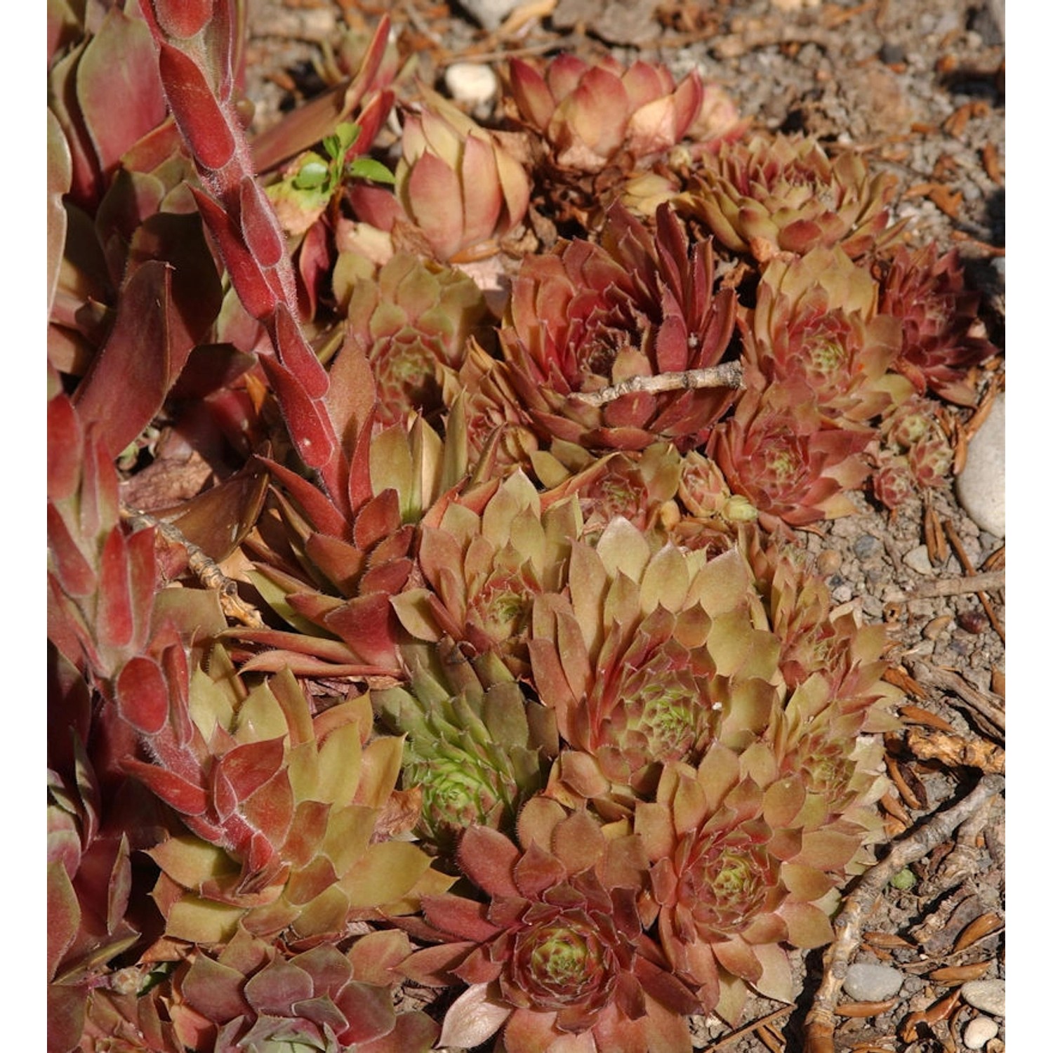 Dachwurz Pilatus - Sempervivum cultorum günstig online kaufen