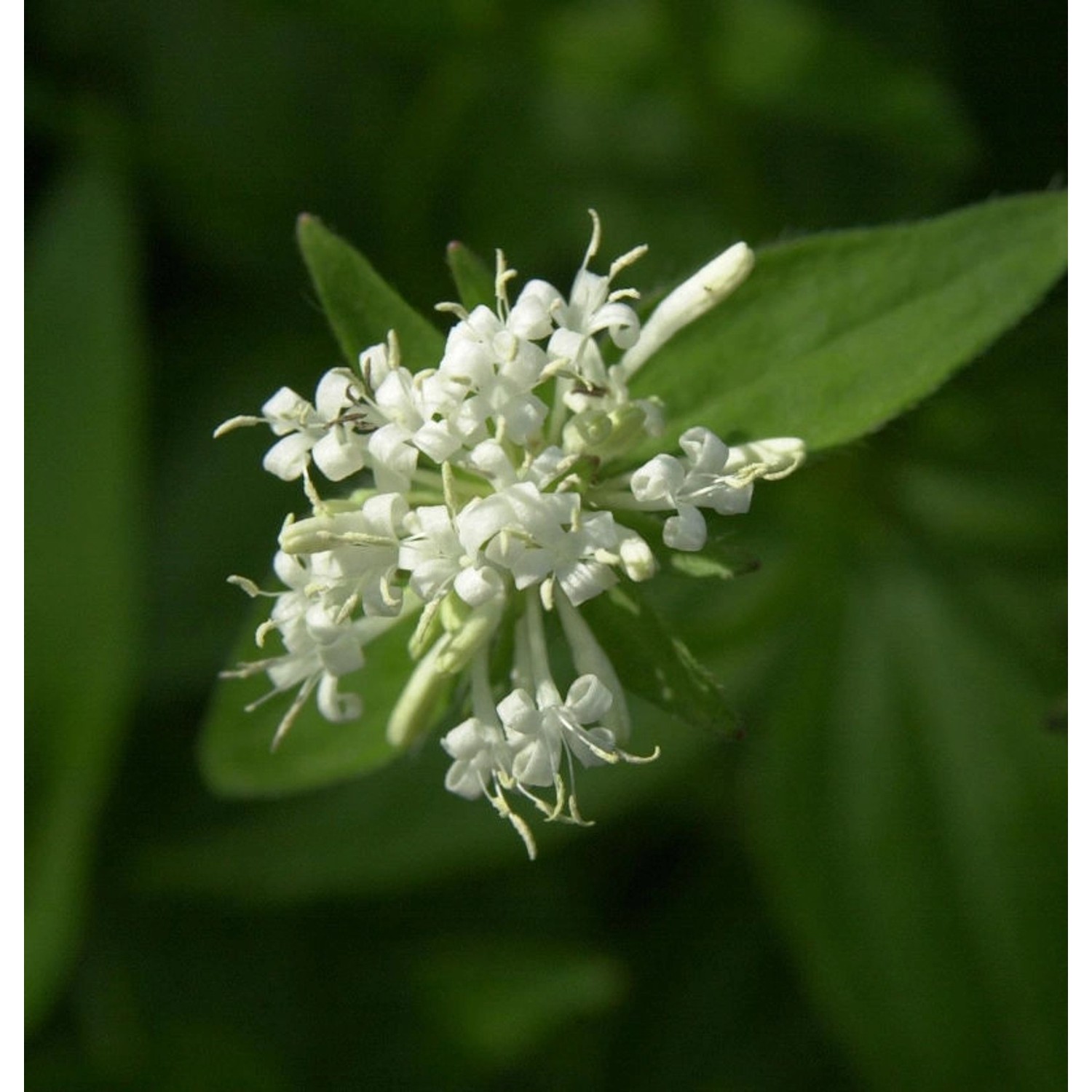 Turiner Waldmeister - Asperula taurina günstig online kaufen