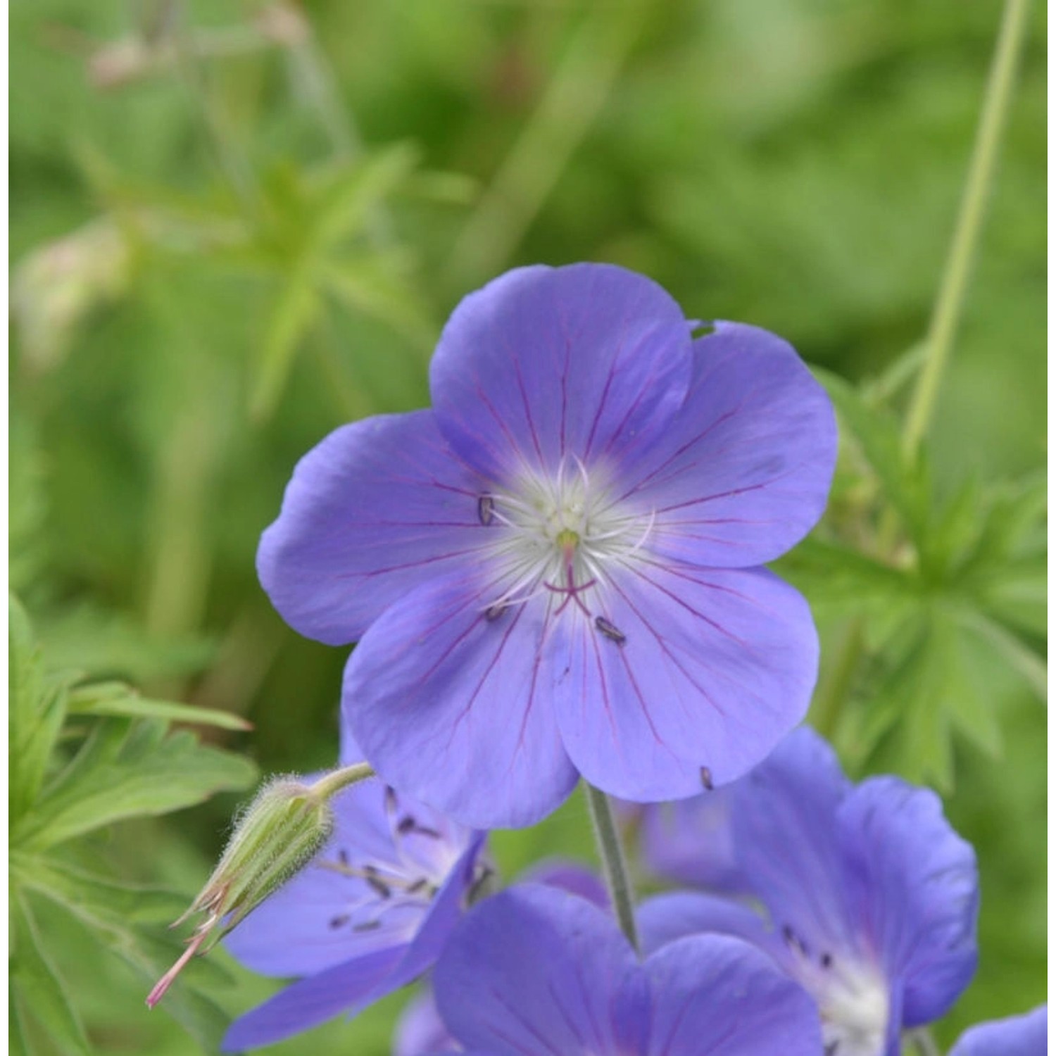 Wiesenstorchschnabel Brookside - Geranium pratense günstig online kaufen