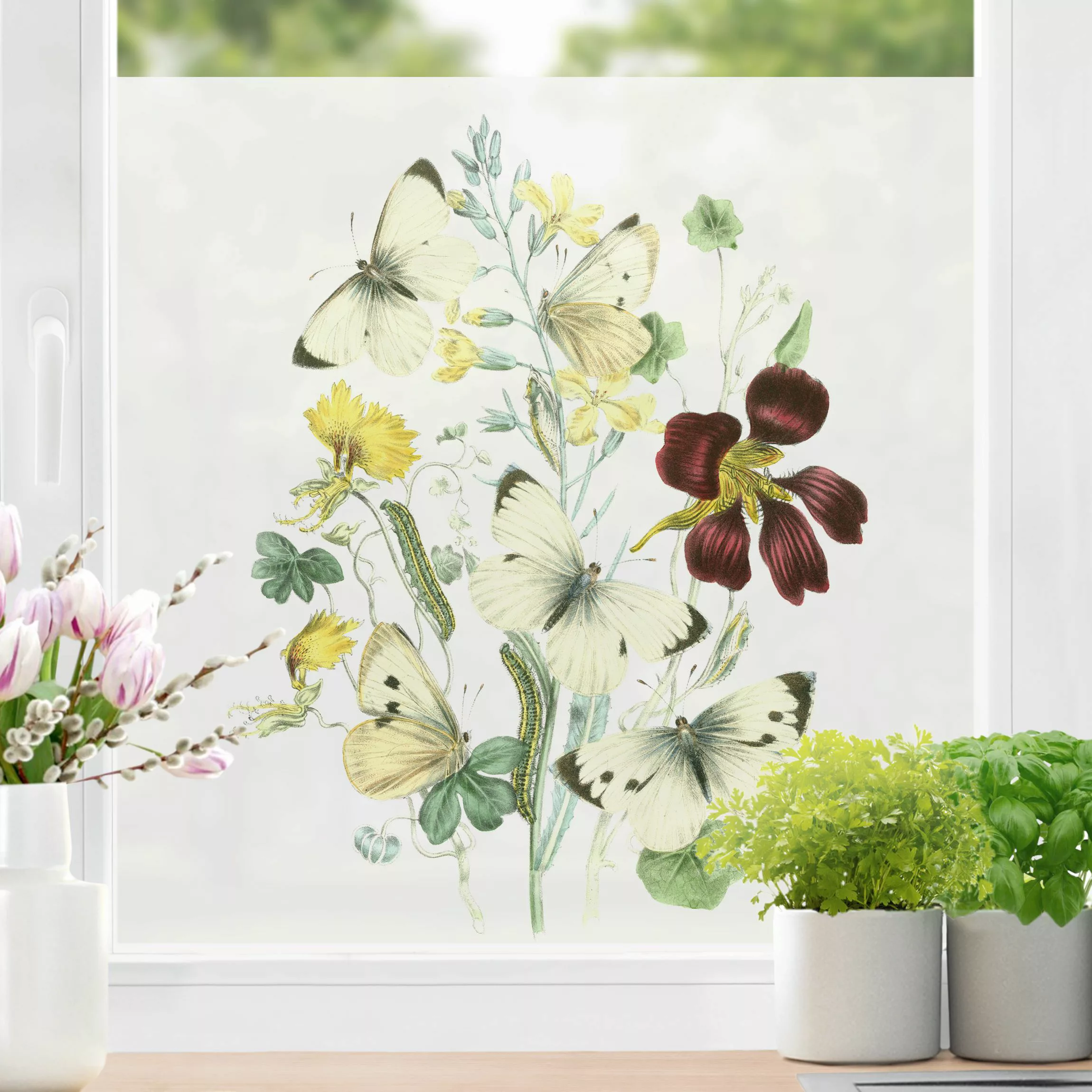 Fensterfolie Britische Schmetterlinge II günstig online kaufen