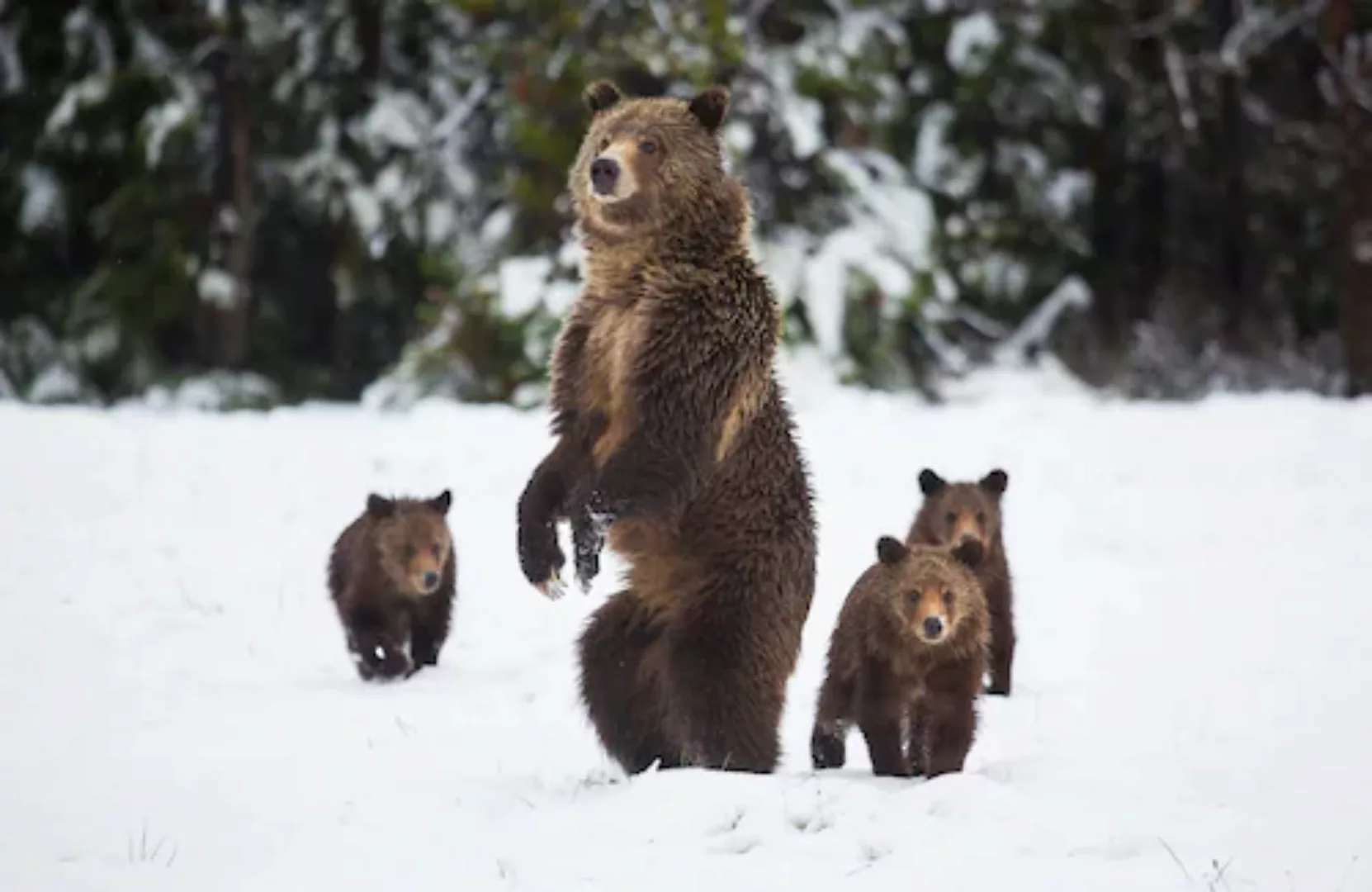 Papermoon Fototapete »GRIZZLEY BÄR-MIT JUNGEN WINTER NATUR WILDE TIERE WALD günstig online kaufen