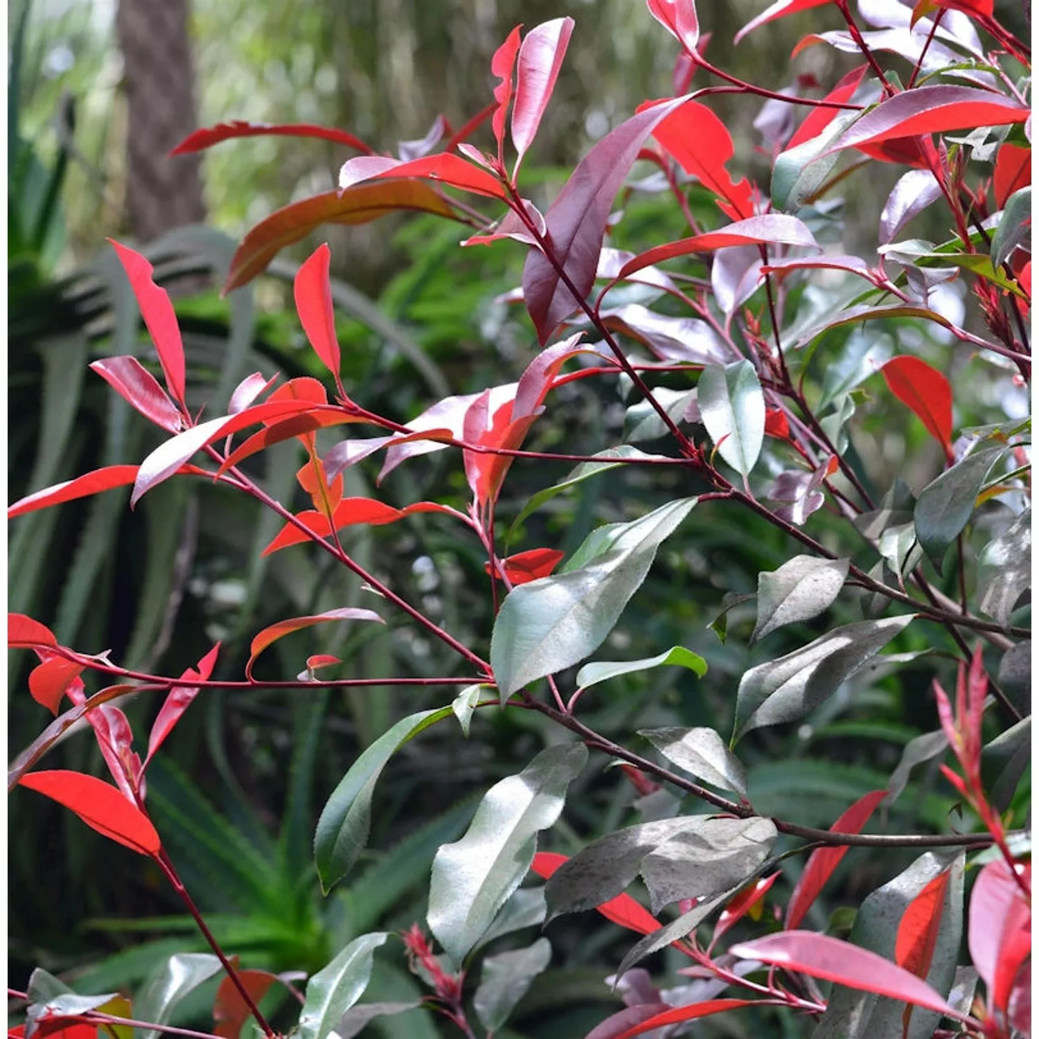 Glanzmispel Red Select 100-125cm - Photinia fraseri günstig online kaufen