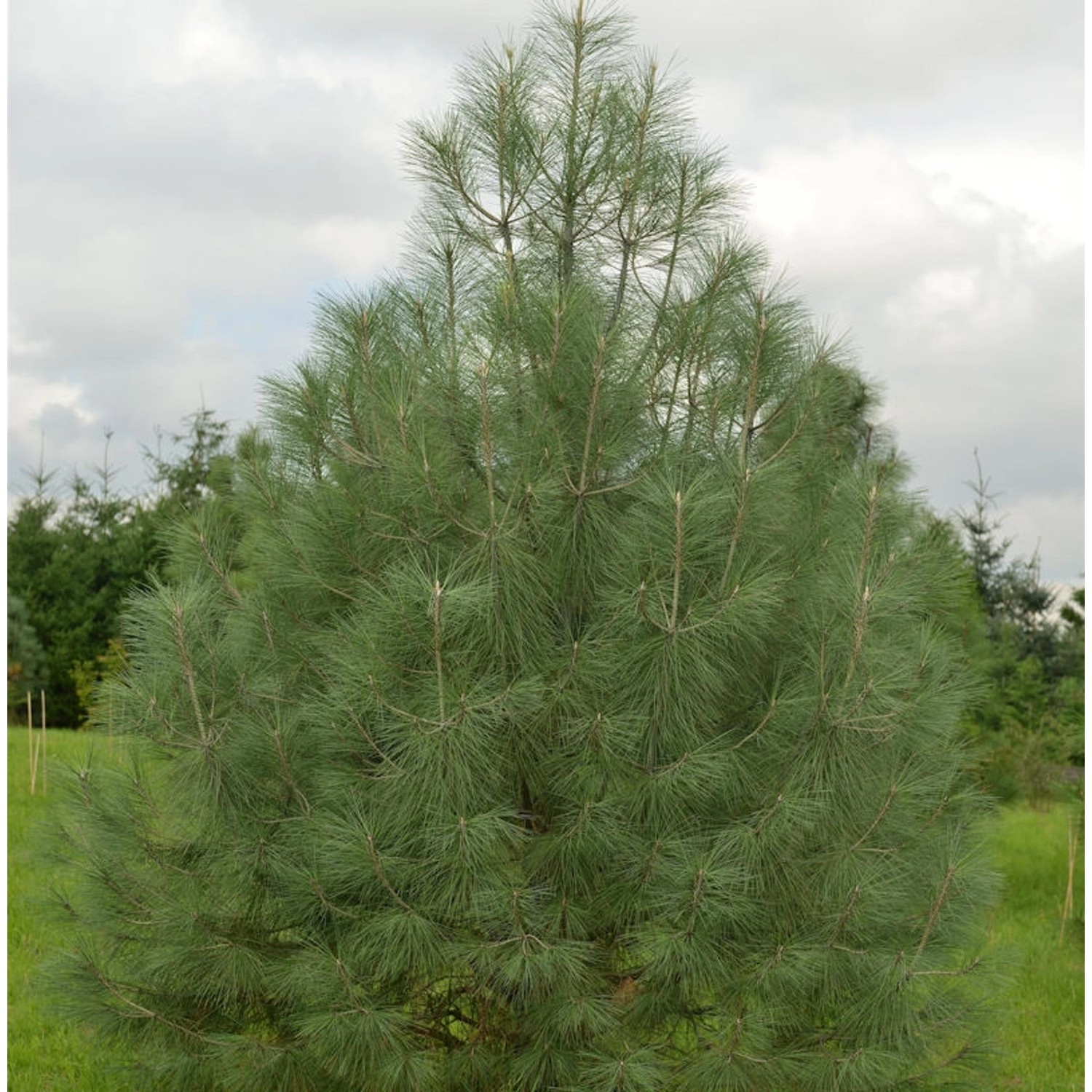 Weißkiefer 50-60cm - Pinus sabiniana günstig online kaufen