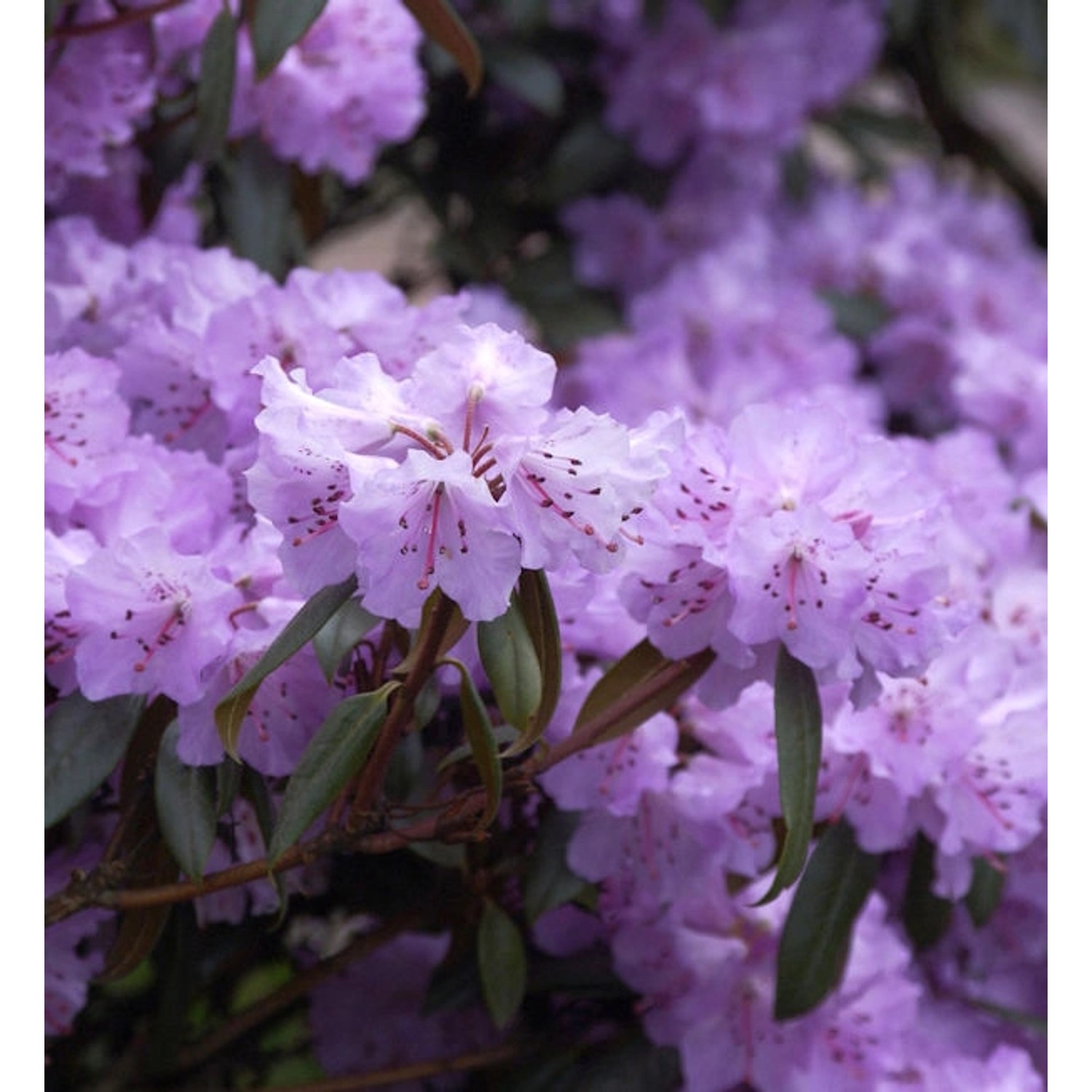 Immergrüne Wildart Rhododendron rubiginosum 40-50cm - Rhododendron rubigino günstig online kaufen