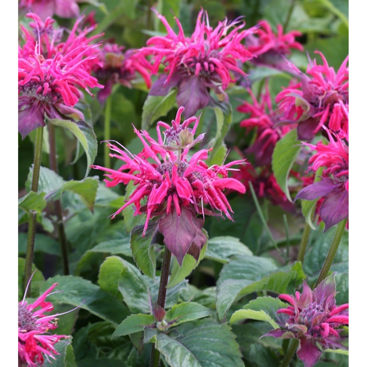 Indianernessel Pink Lace - Monarda didyma günstig online kaufen