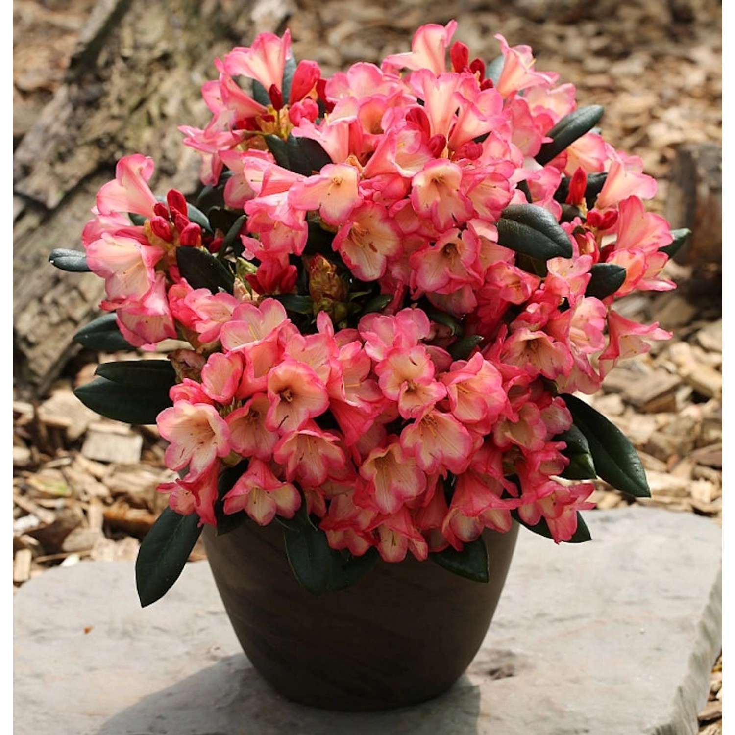 Rhododendron Barbarella 25-30cm - Rhododendron yakushimanum günstig online kaufen