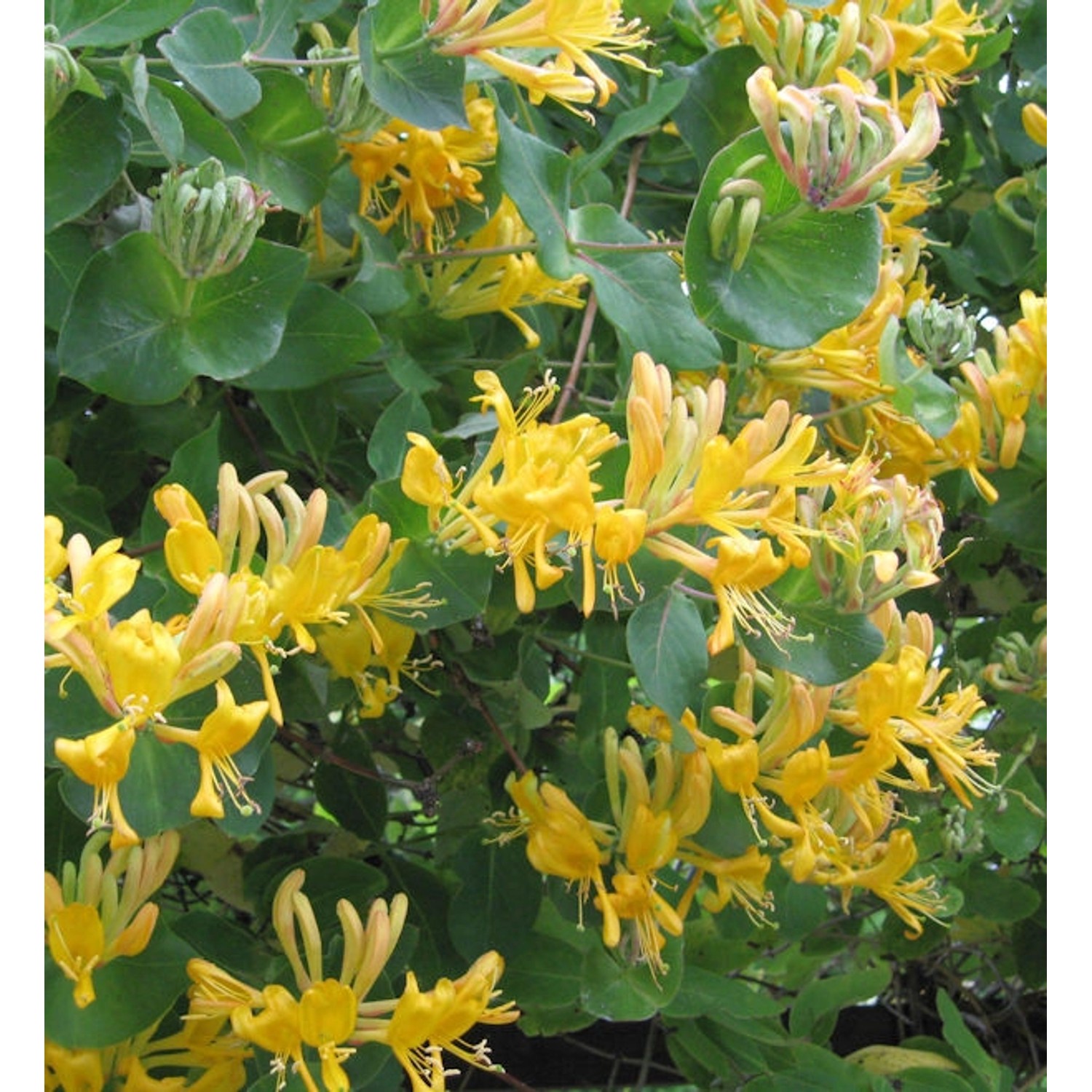 Gold Geißschlinge 100-125cm - Lonicera tellmanniana günstig online kaufen