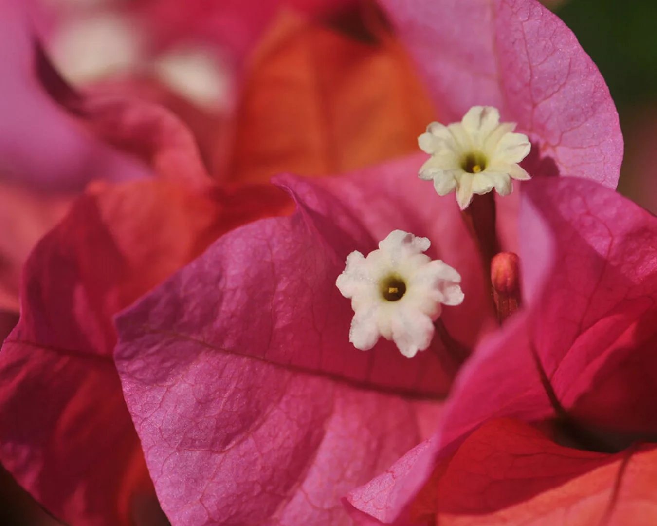 Fototapete "Pinke Blume" 4,00x2,50 m / Strukturvlies Klassik günstig online kaufen
