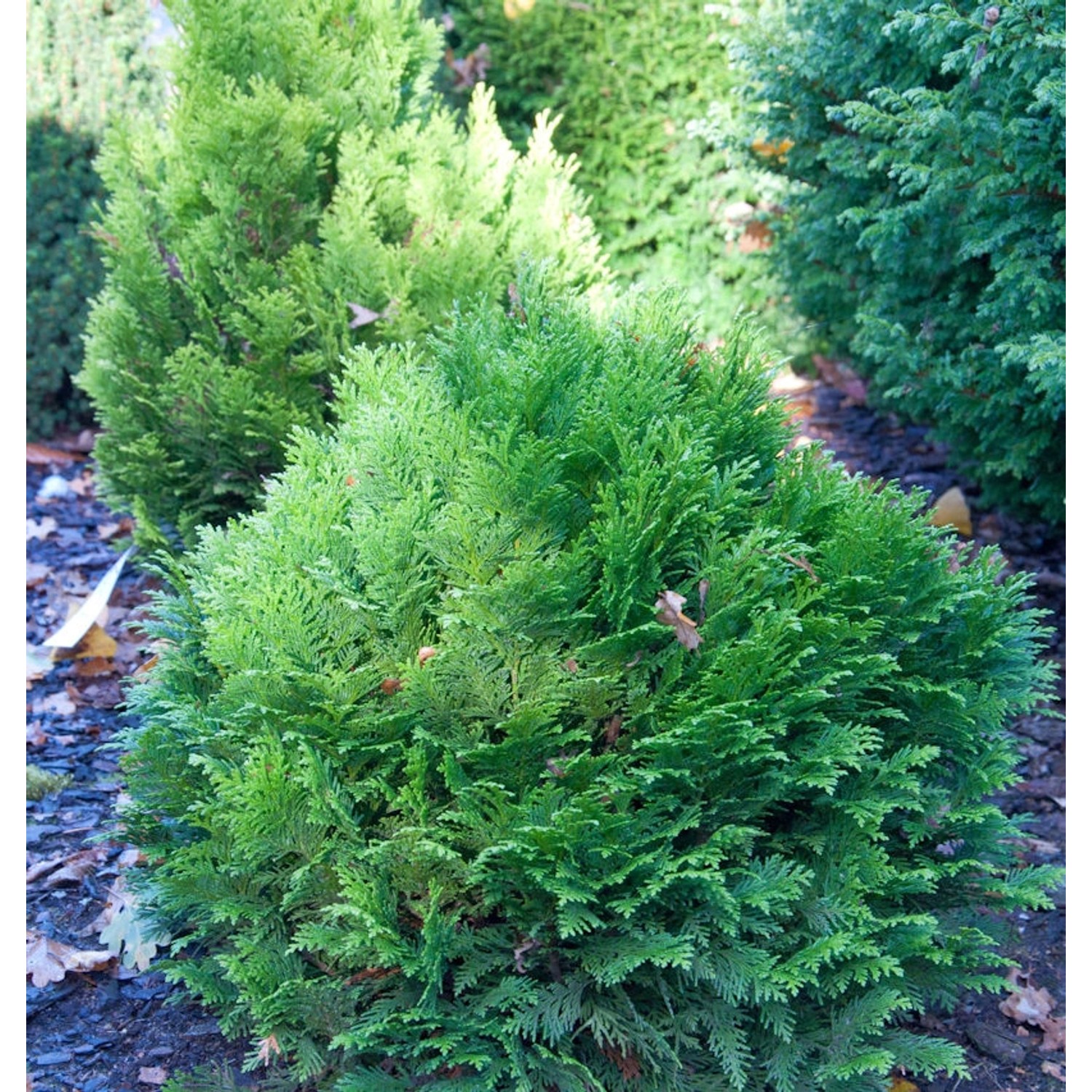 Blaue Zwergkugelzypresse Minima Glauca 15-20cm - Chamaecyparis lawsoniana günstig online kaufen