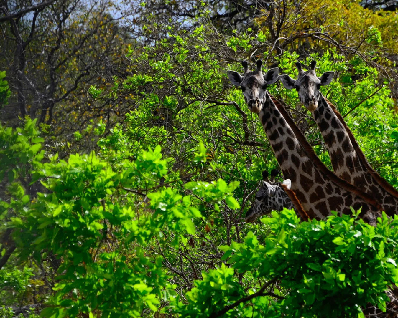 Fototapete "GiraffeAfrika" 4,00x2,50 m / Glattvlies Perlmutt günstig online kaufen
