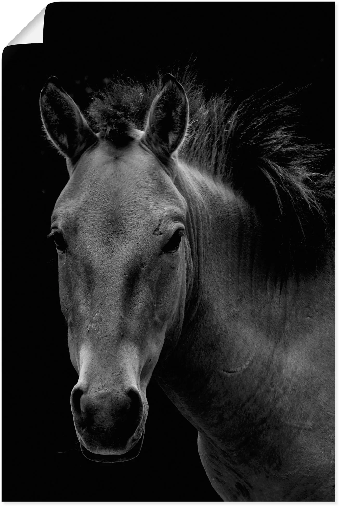 Artland Poster »Wildpferd«, Pferdebilder, (1 St.), als Alubild, Leinwandbil günstig online kaufen