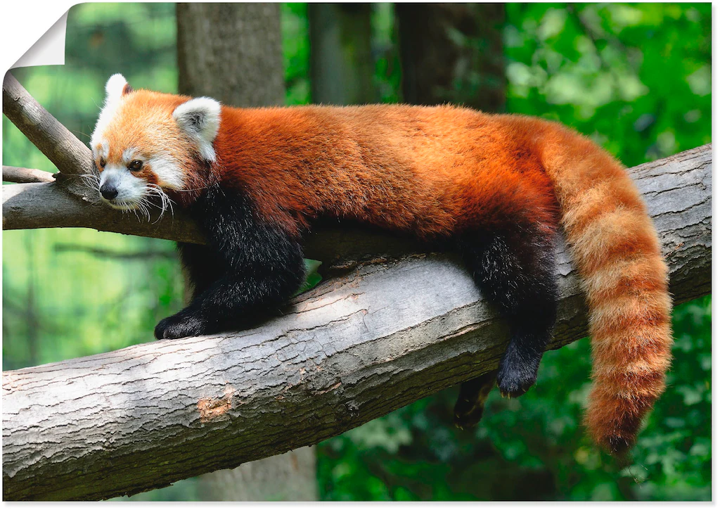 Artland Wandbild "Roter Panda", Wildtiere, (1 St.), als Poster, Wandaufkleb günstig online kaufen