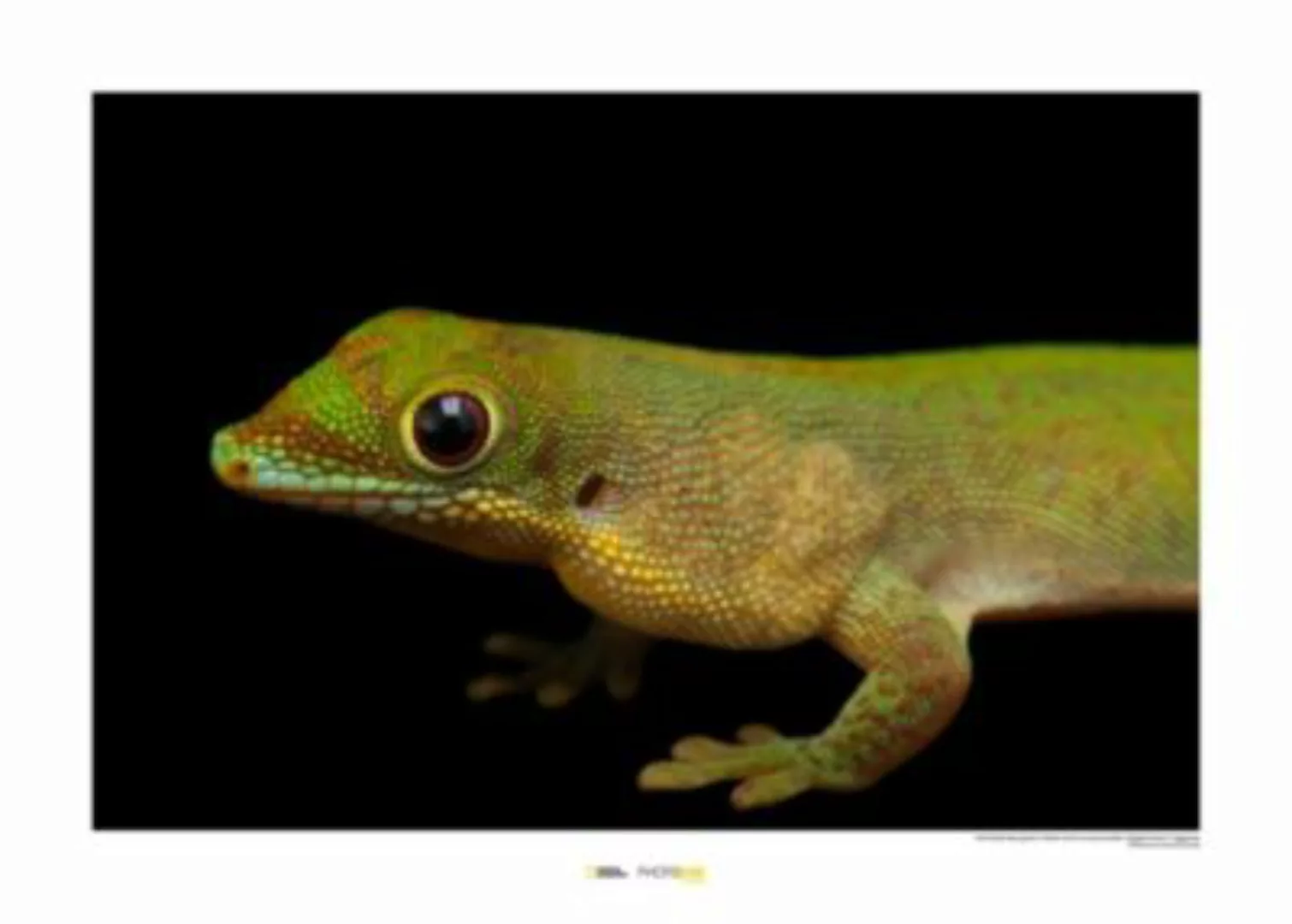 KOMAR Wandbild - Flat-tailed Day Gecko - Größe: 70 x 50 cm mehrfarbig Gr. o günstig online kaufen