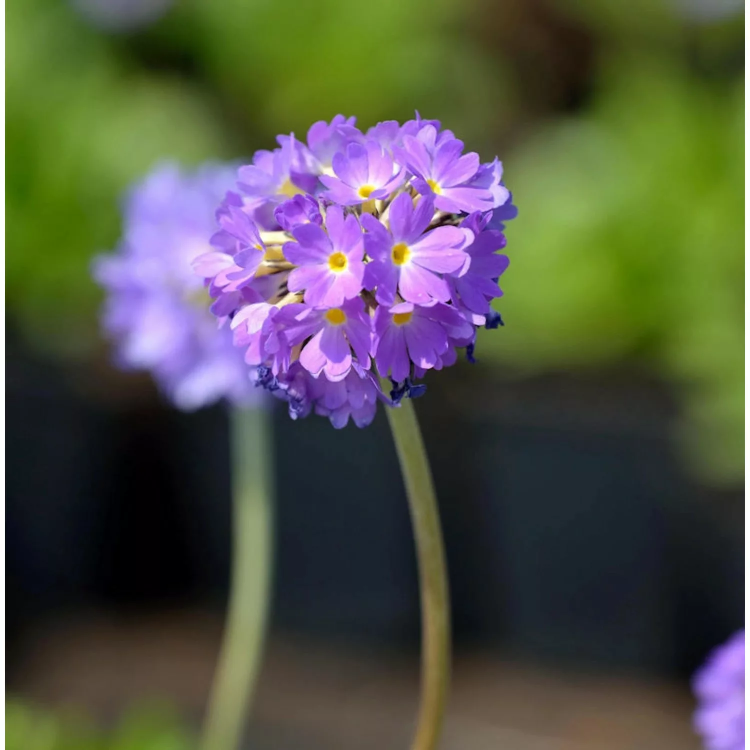 Kugelprimel Lilac - Primula denticulata günstig online kaufen