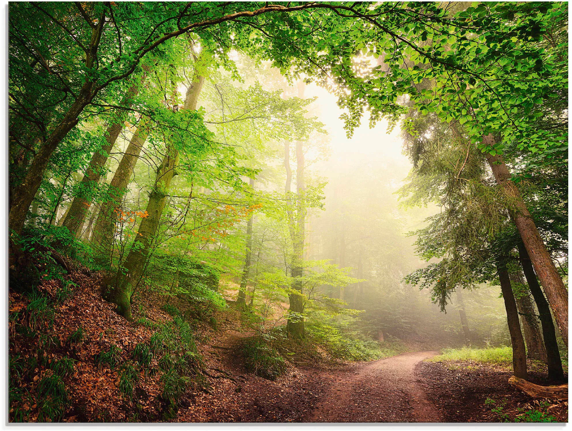 Artland Glasbild "Natürliche Torbögen durch Bäume", Wald, (1 St.) günstig online kaufen