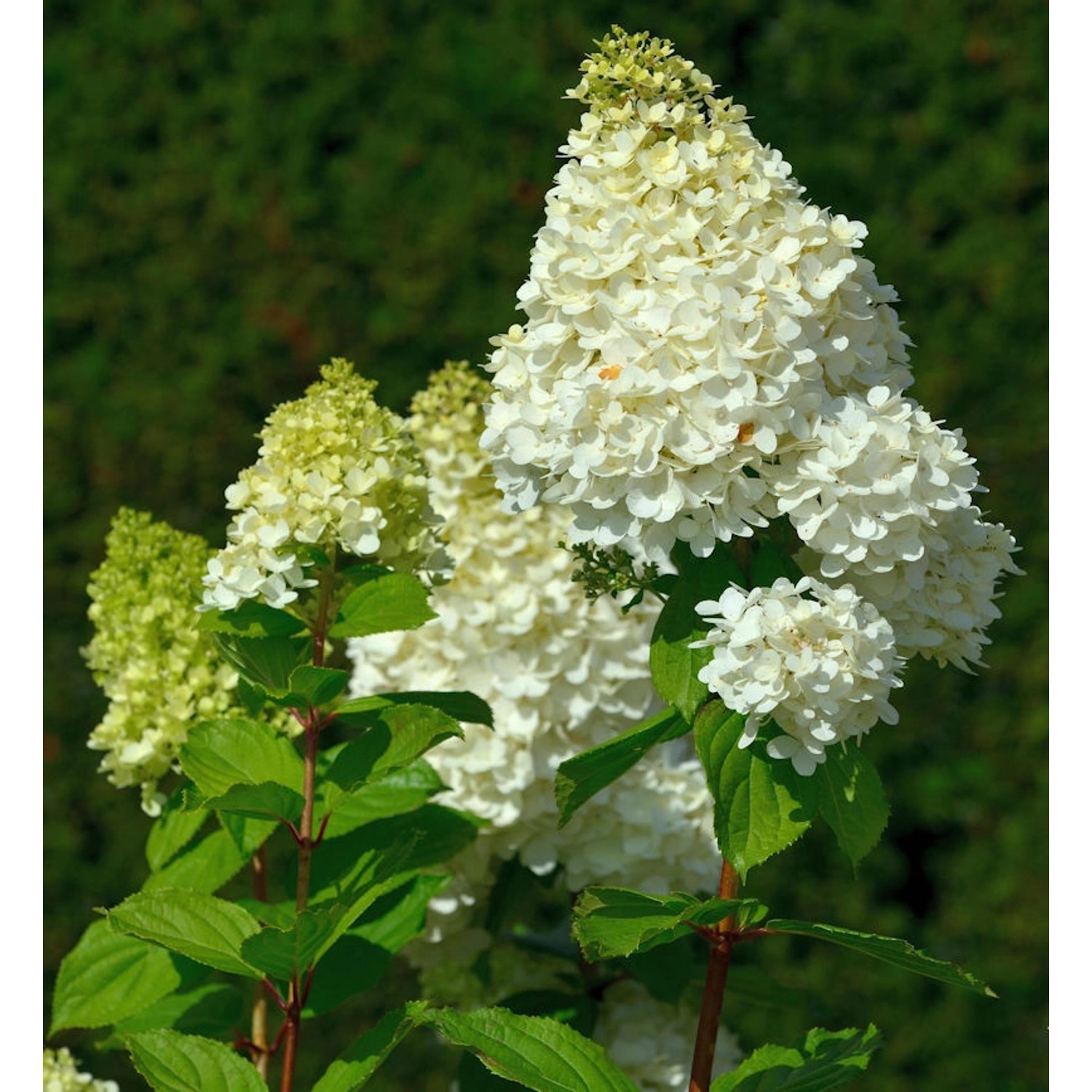 Hochstamm Rispenhortensie Hercules 40-60cm - Hydrangea paniculata günstig online kaufen