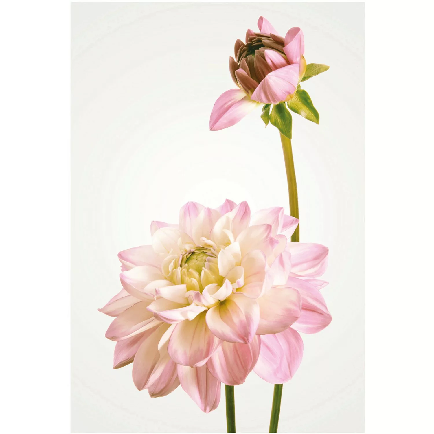 Komar Wandbild Dahlia 50 x 70 cm günstig online kaufen