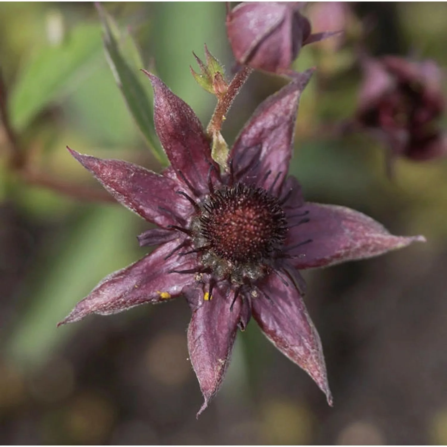 Blutauge - Comarum (Potentilla) palustris günstig online kaufen