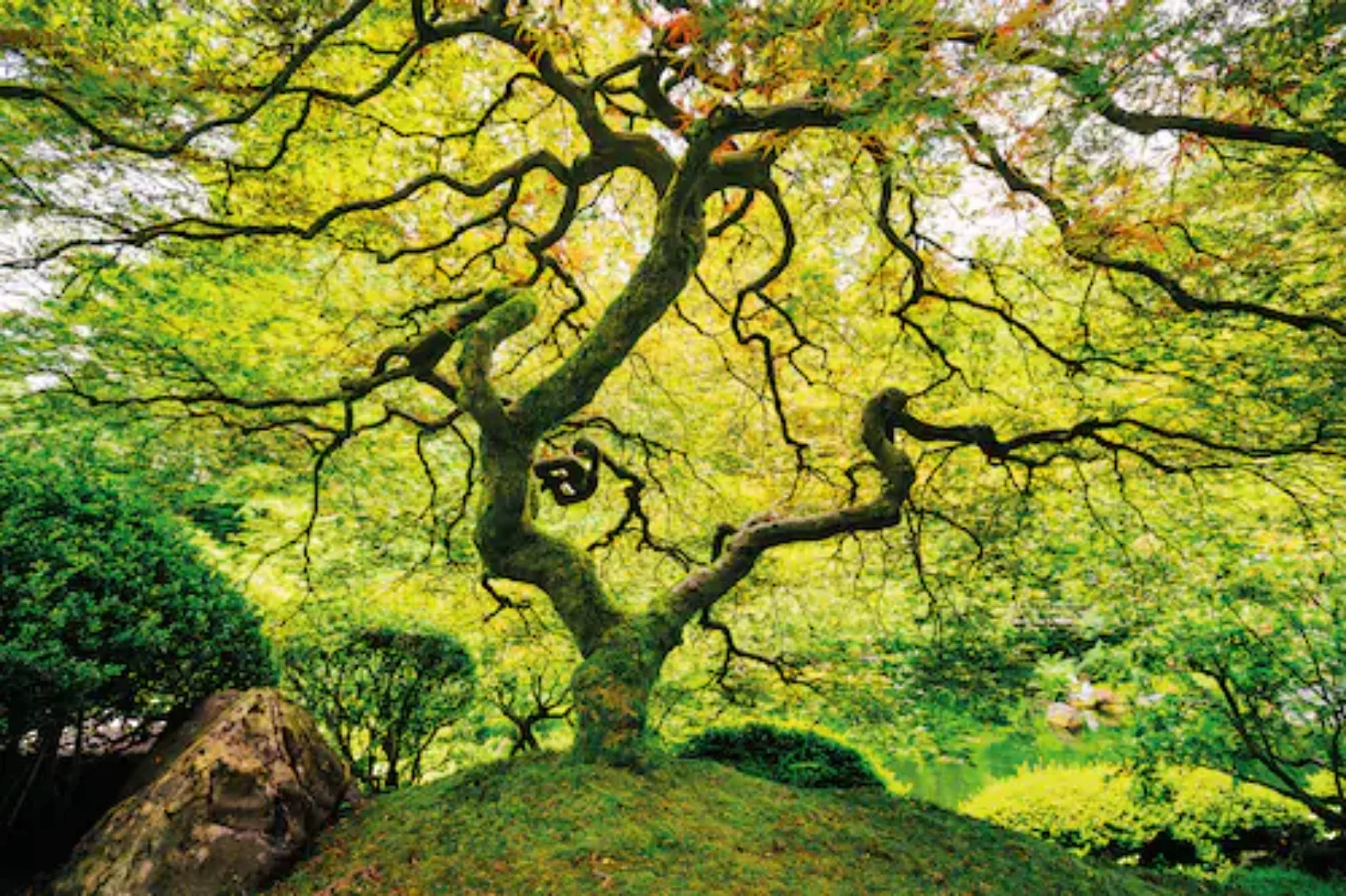 Papermoon Fototapete »Japanese Maple Tree« günstig online kaufen