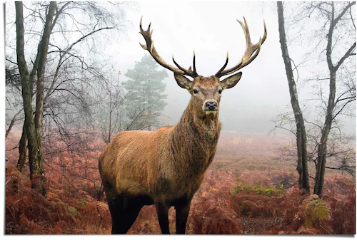 Reinders! Poster »Hirsch im Wald«, (1 St.) günstig online kaufen