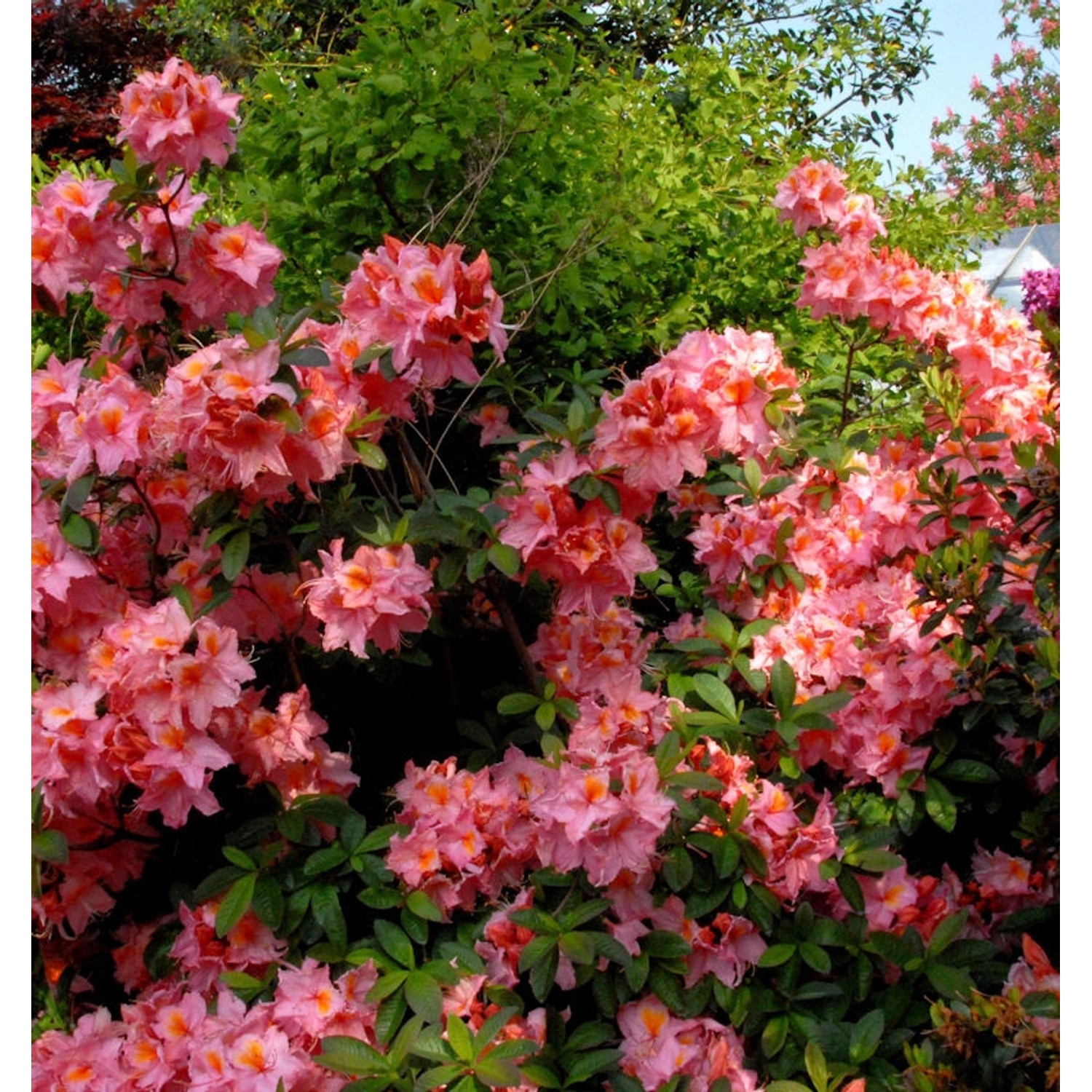 Azalee Stefanie 40-50cm - Rhododendron luteum - Alpenrose günstig online kaufen