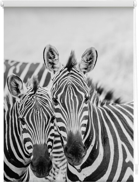 LICHTBLICK ORIGINAL Seitenzugrollo »Klemmfix Motiv Zebra«, Lichtschutz, ohn günstig online kaufen