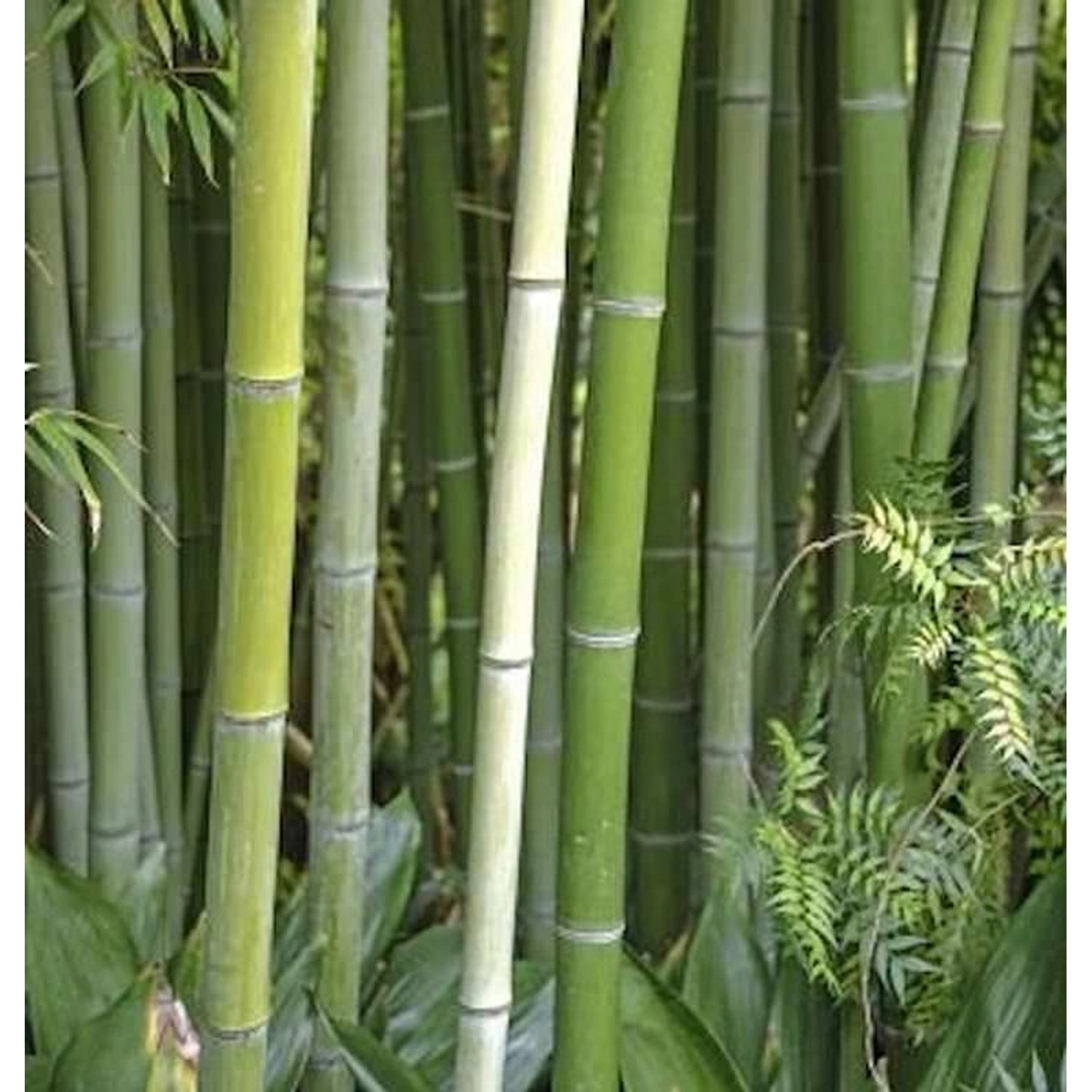 Wasser Bambus Green Perfume 80-100cm - Phyllostachys atrovaginata günstig online kaufen