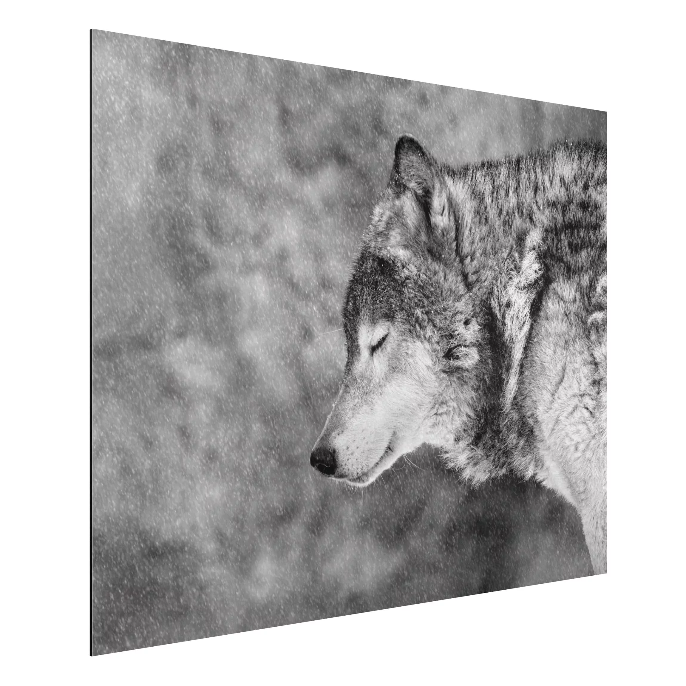 Alu-Dibond Bild Schwarz-Weiß - Querformat 4:3 Winter Wolf günstig online kaufen