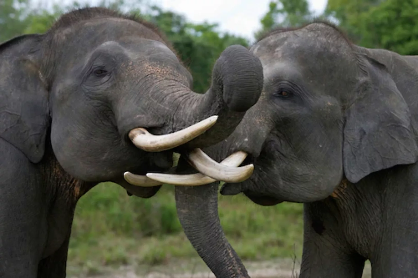 Papermoon Fototapete »Elefanten spielen« günstig online kaufen