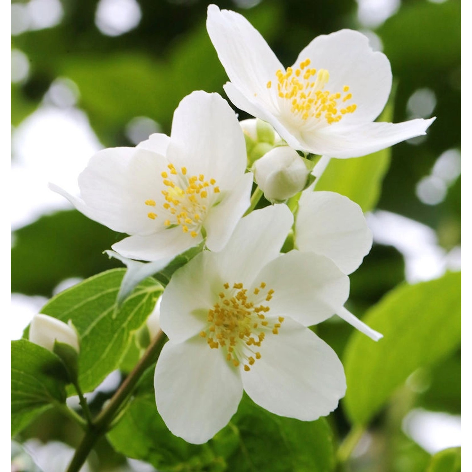 Duftender Bauernjasmin 125-150cm - Philadelphus coronarius günstig online kaufen