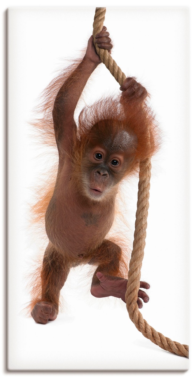 Artland Wandbild »Baby Orang Utan hängt am Seil I«, Wildtiere, (1 St.), als günstig online kaufen
