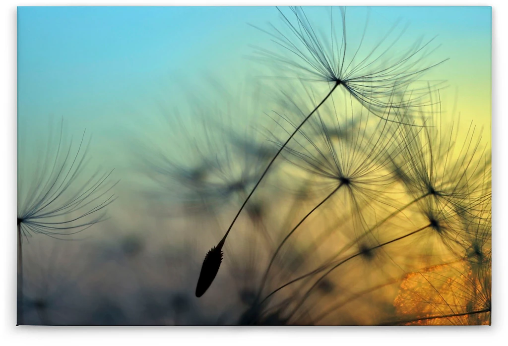 A.S. Création Leinwandbild "Flying Dandelion", Keilrahmenbild günstig online kaufen