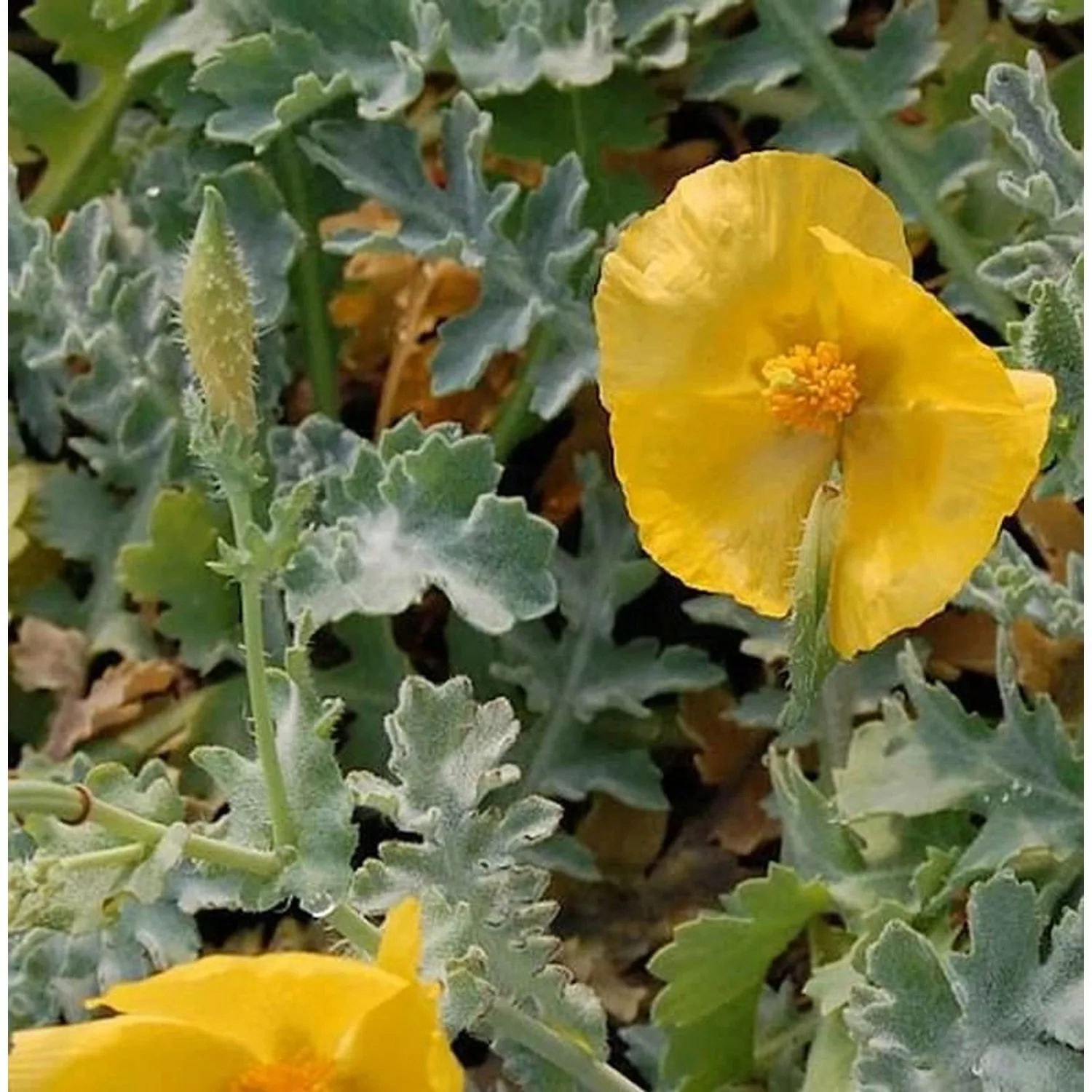 Hornmohn - Glaucium flavum günstig online kaufen