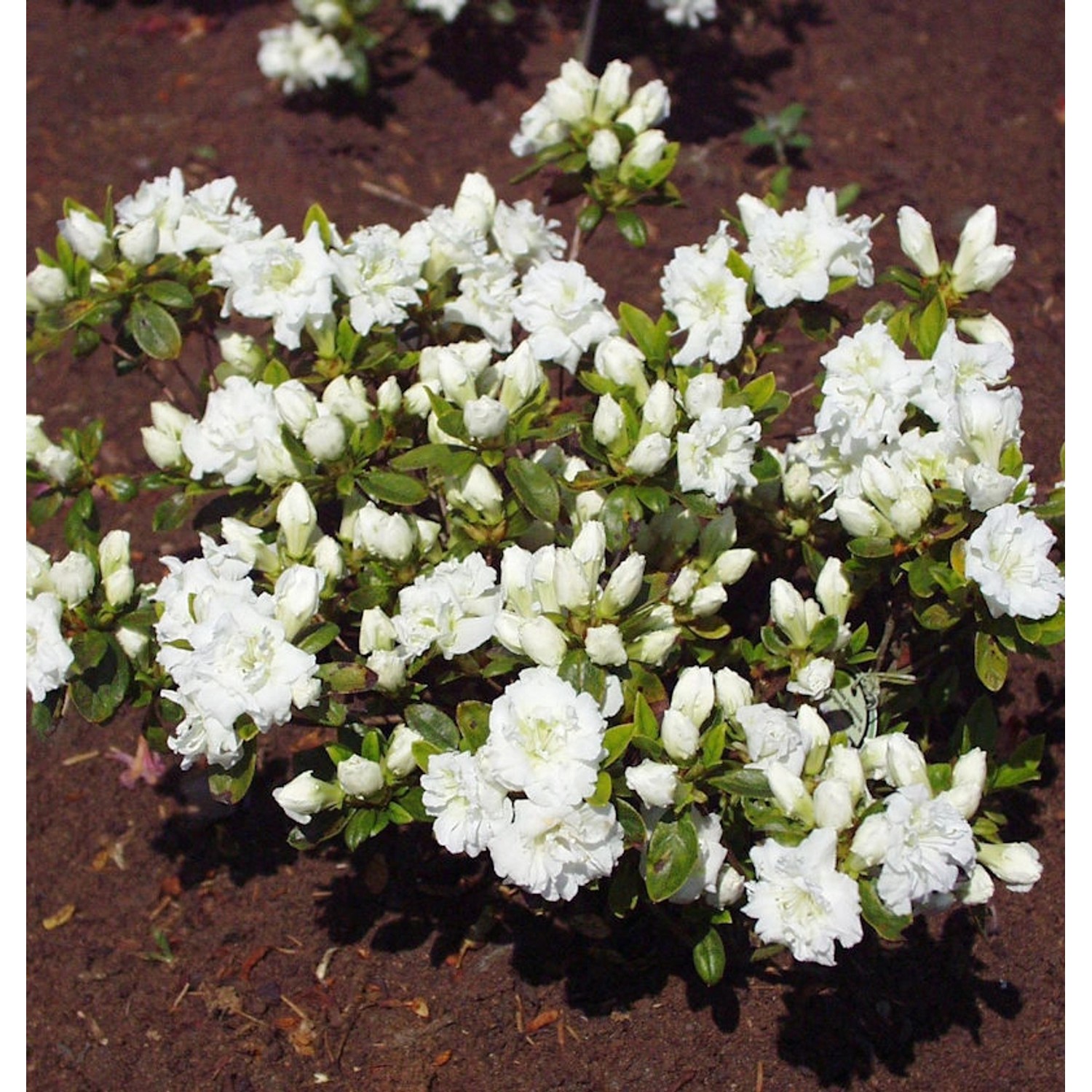 Japanische Azalee Eisprinzessin 40-50cm - Rhododendron obtusum  - Zwerg Alp günstig online kaufen