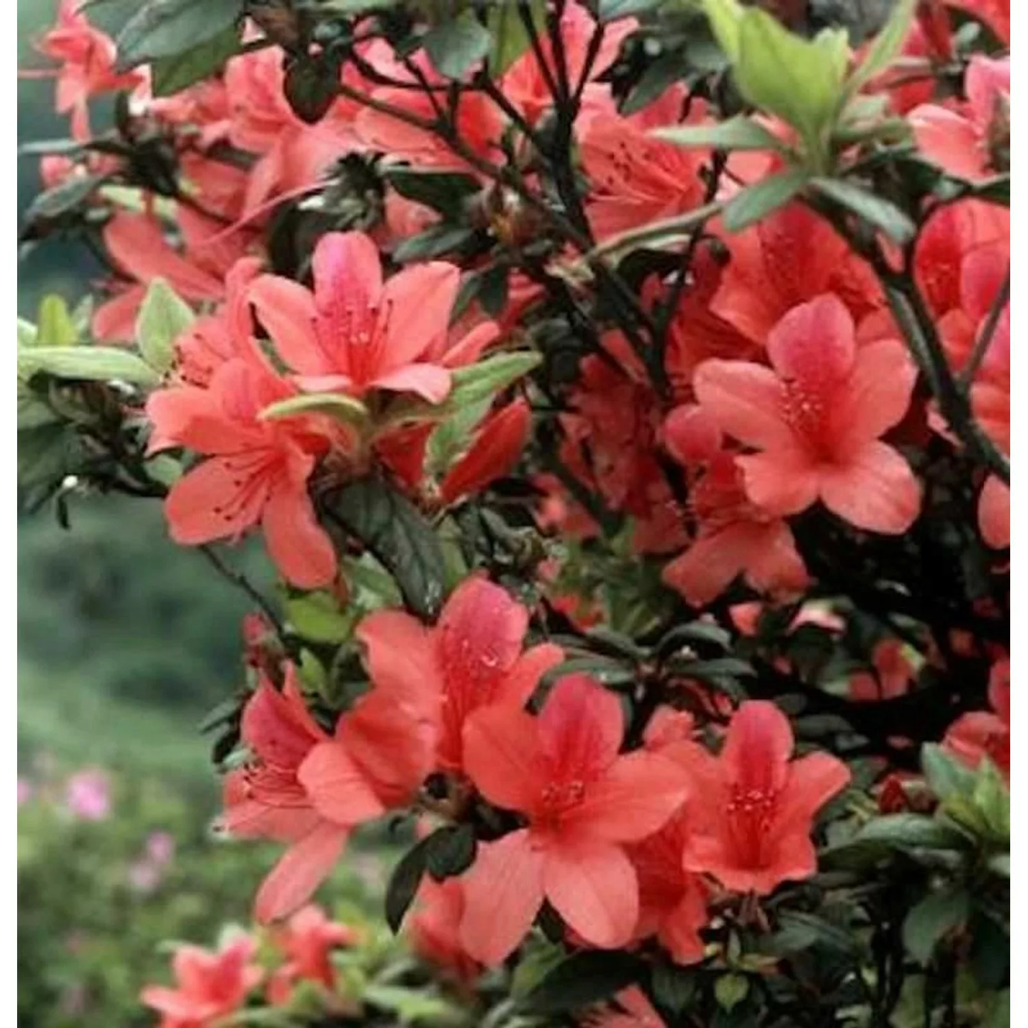 Hochstamm Sommergrüne Orangeblühende Azalee 80-100cm - Rhododendron prunifo günstig online kaufen