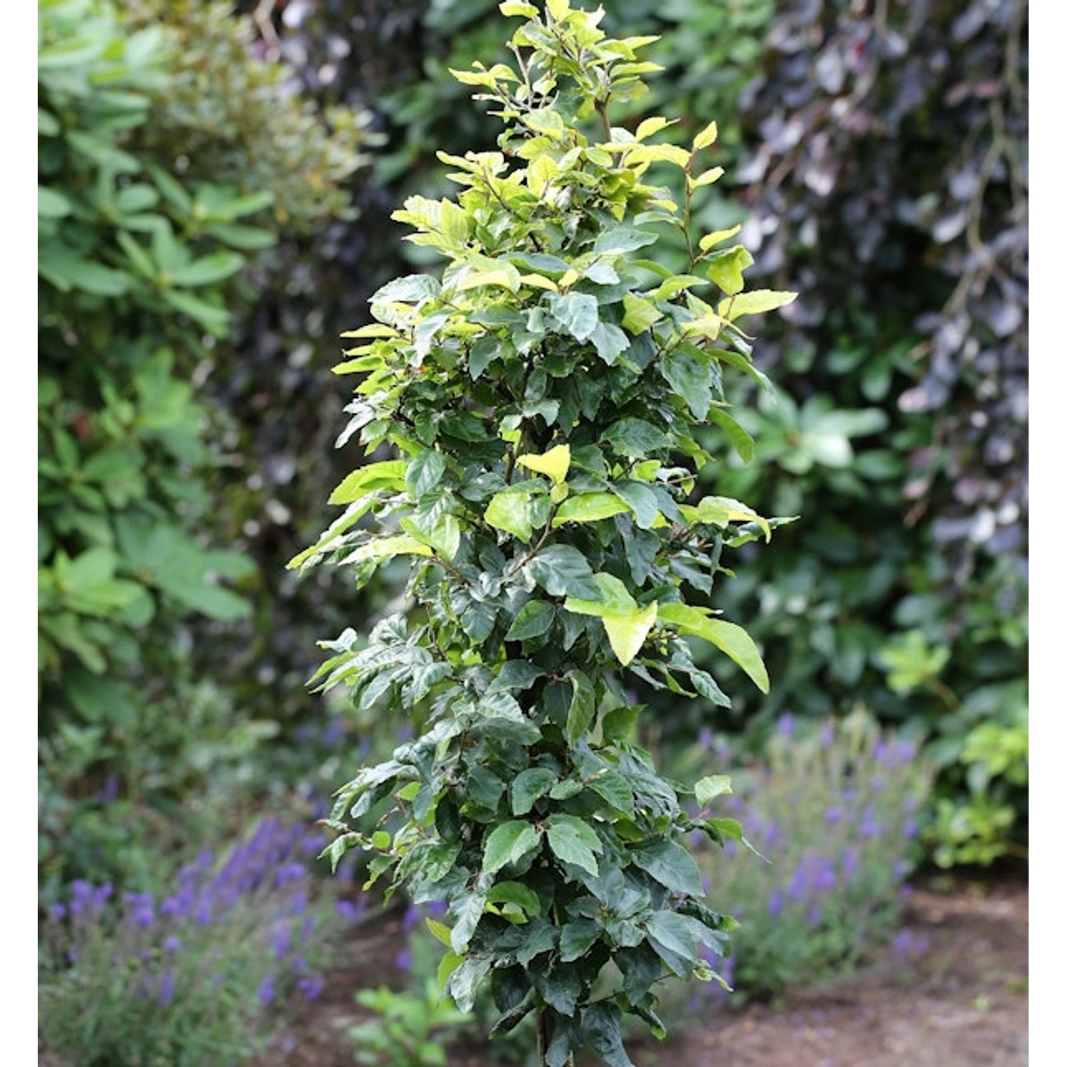 Schwachwüchsige Säulenbuche Callista 40-60cm - Fagus sylvatica günstig online kaufen